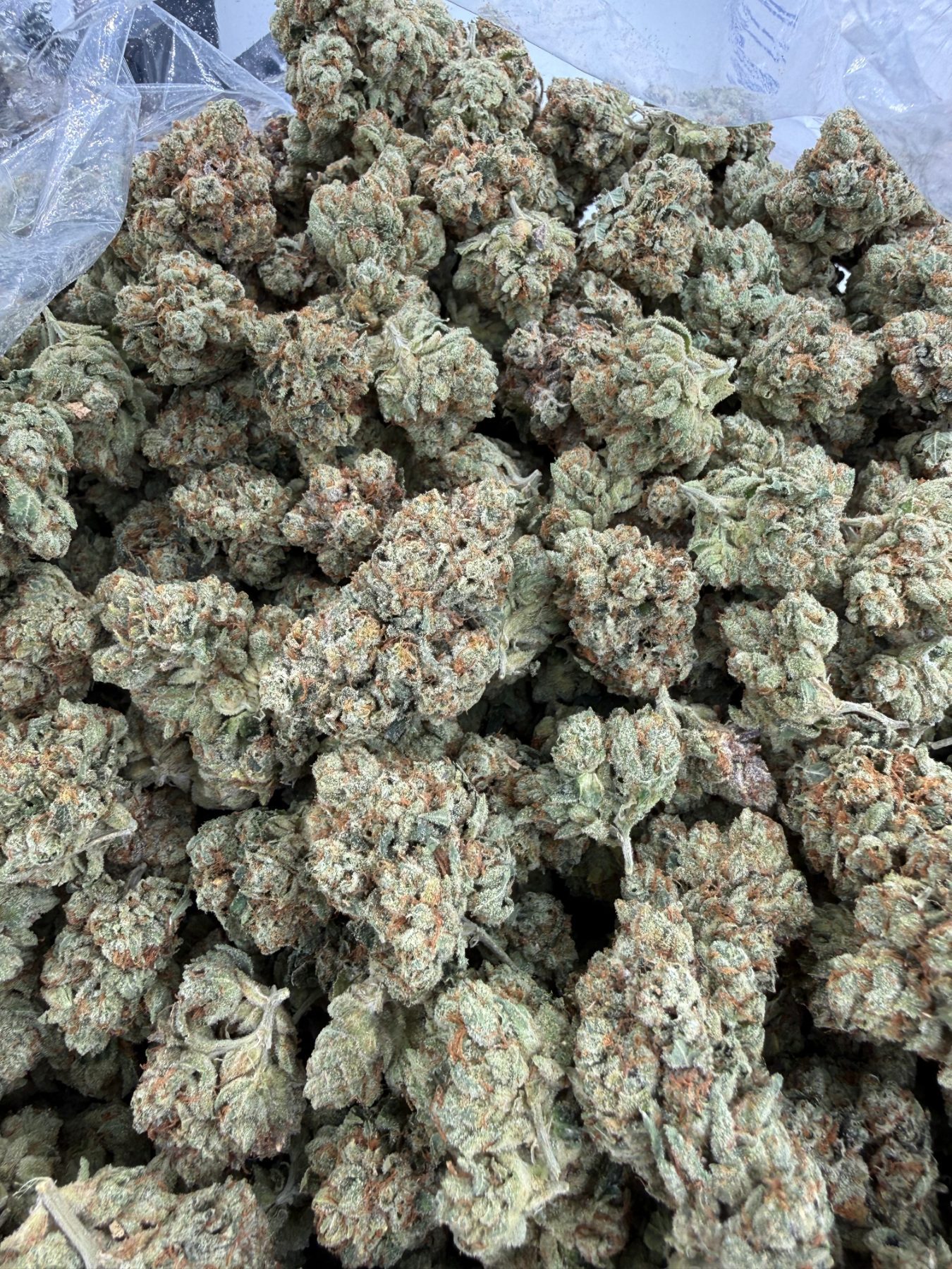 Kosher Kush top-shelf flower showing refined trichome structure, dense calyx, and vibrant orange pistils