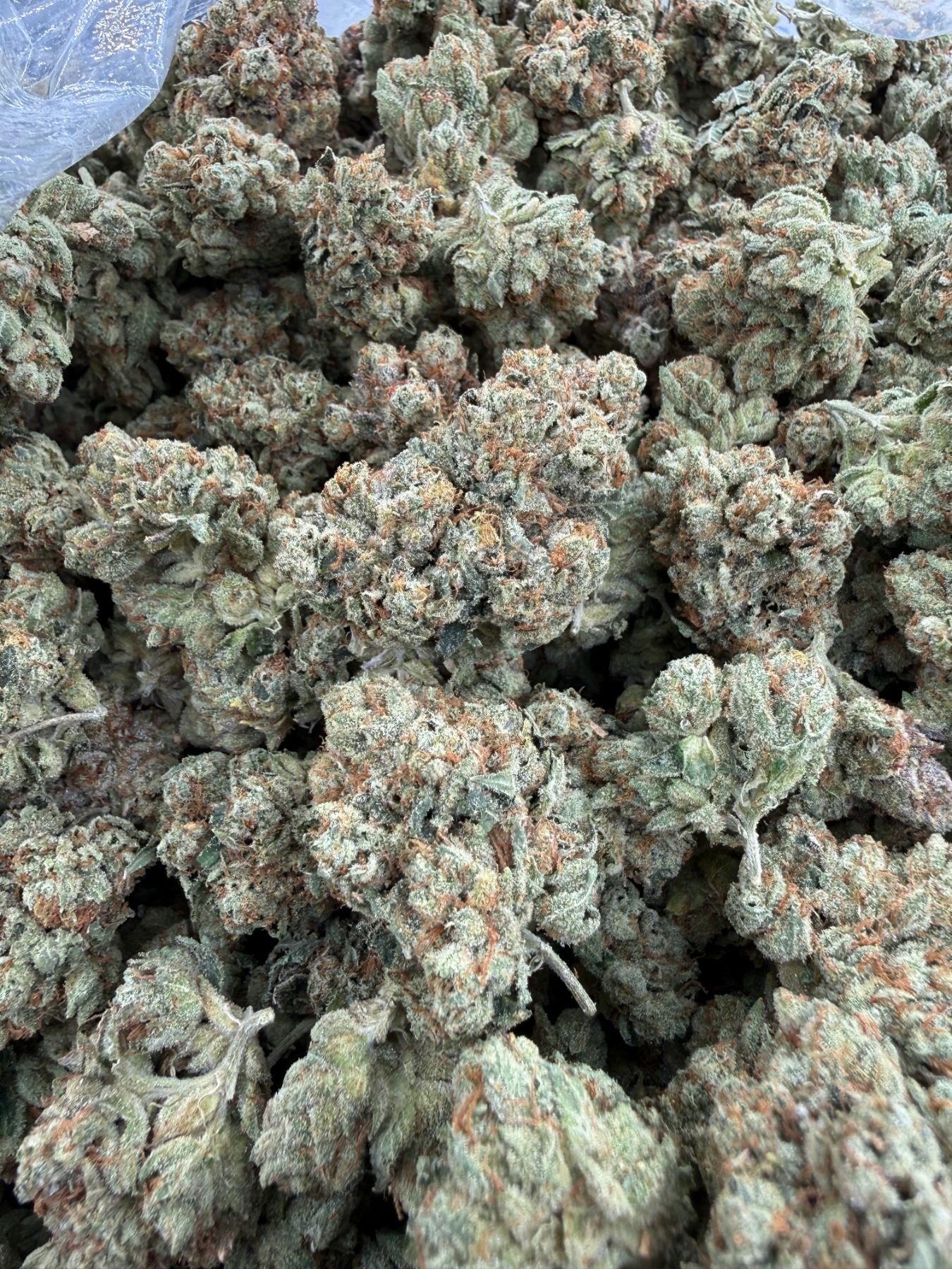 Kosher Kush with heavy trichome frosting and dense calyx structure