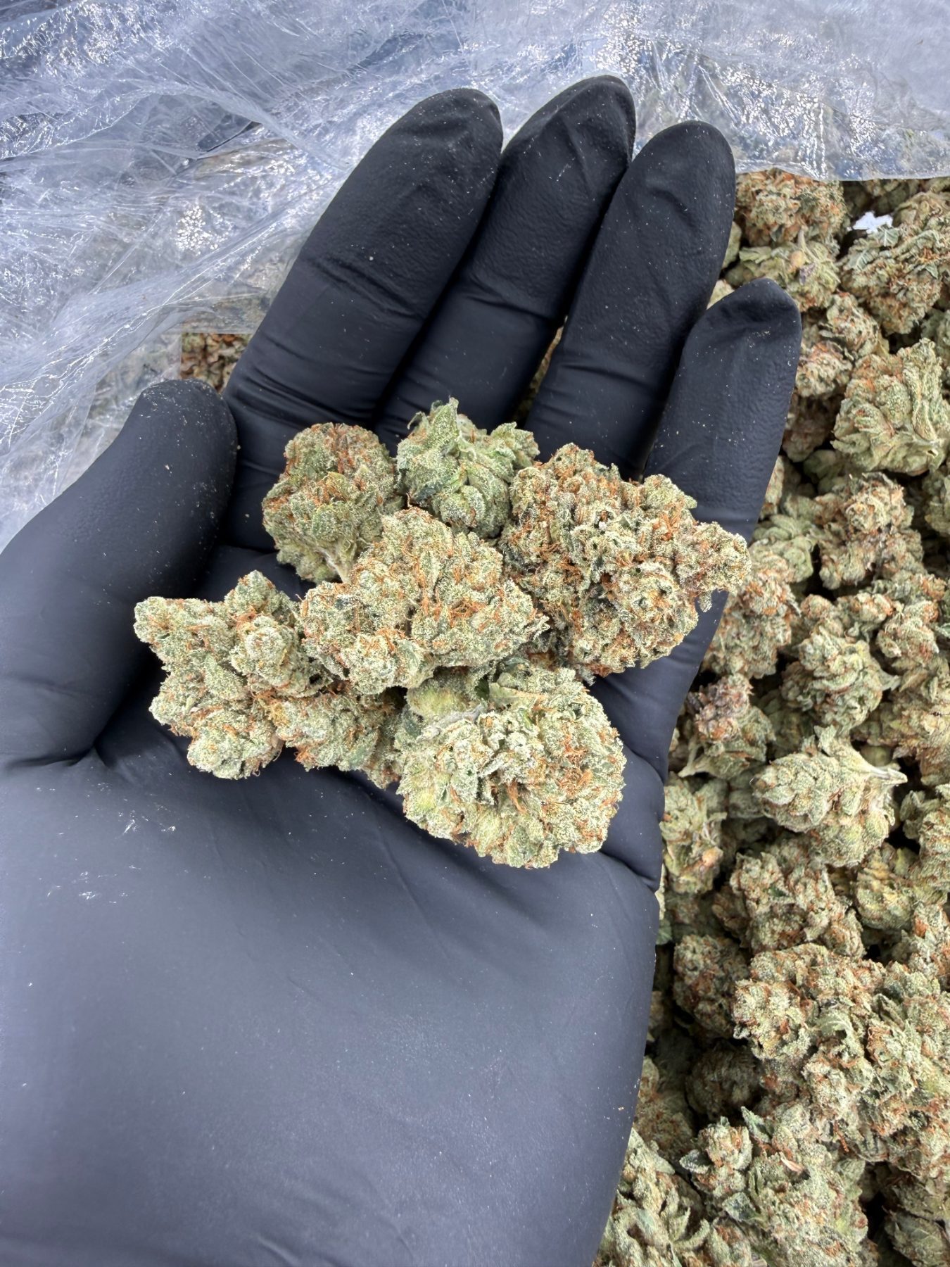 Kosher Kush in hand with dense green calyxes, russet pistils, and prominent trichome frosting