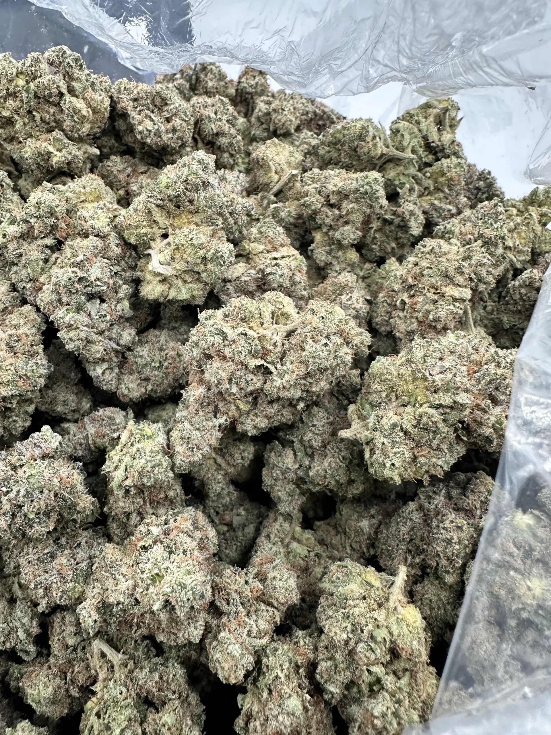 Pineapple Express with dense frosted buds and refined trichome-rich structure