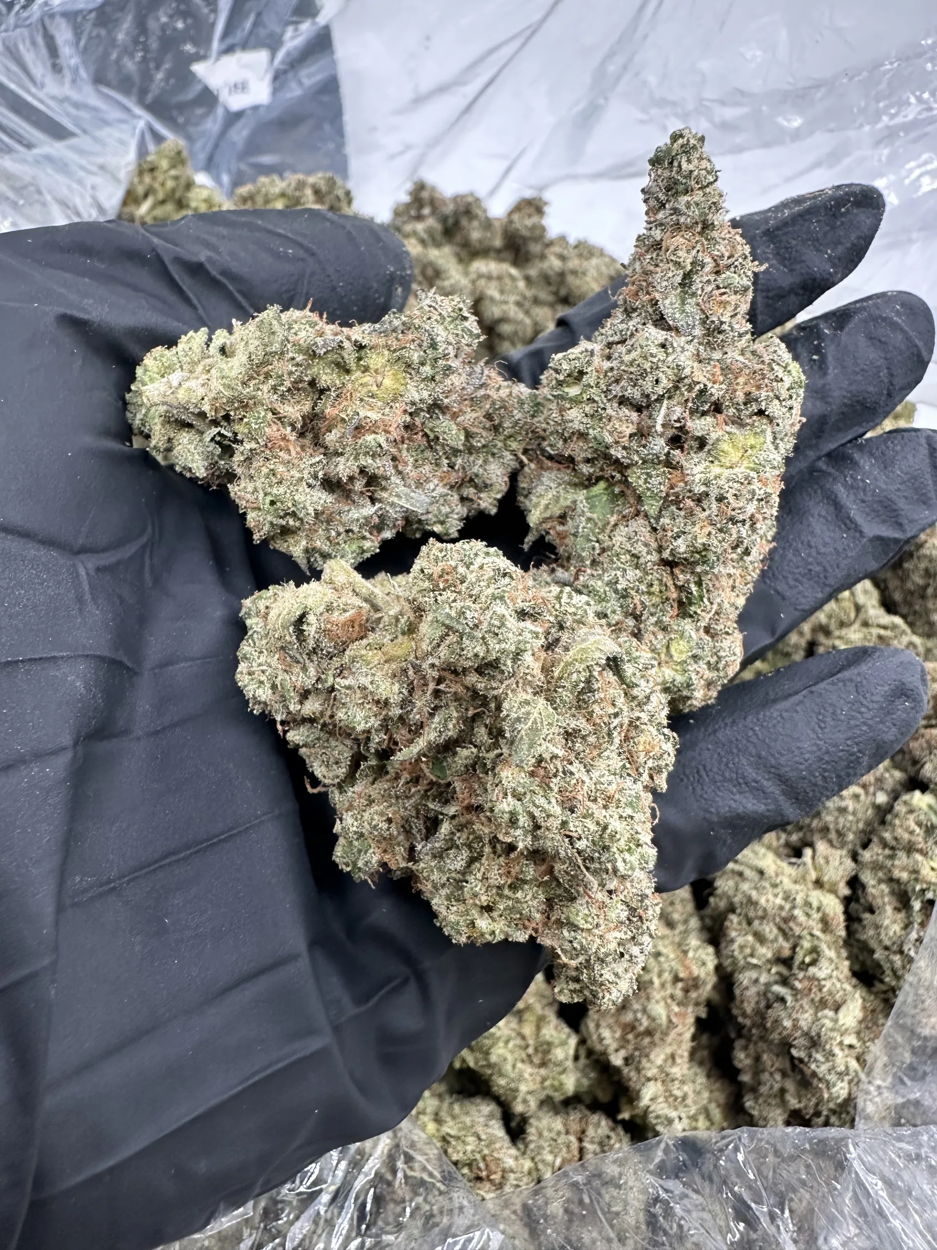Pineapple Express with premium trichome density and refined bud structure