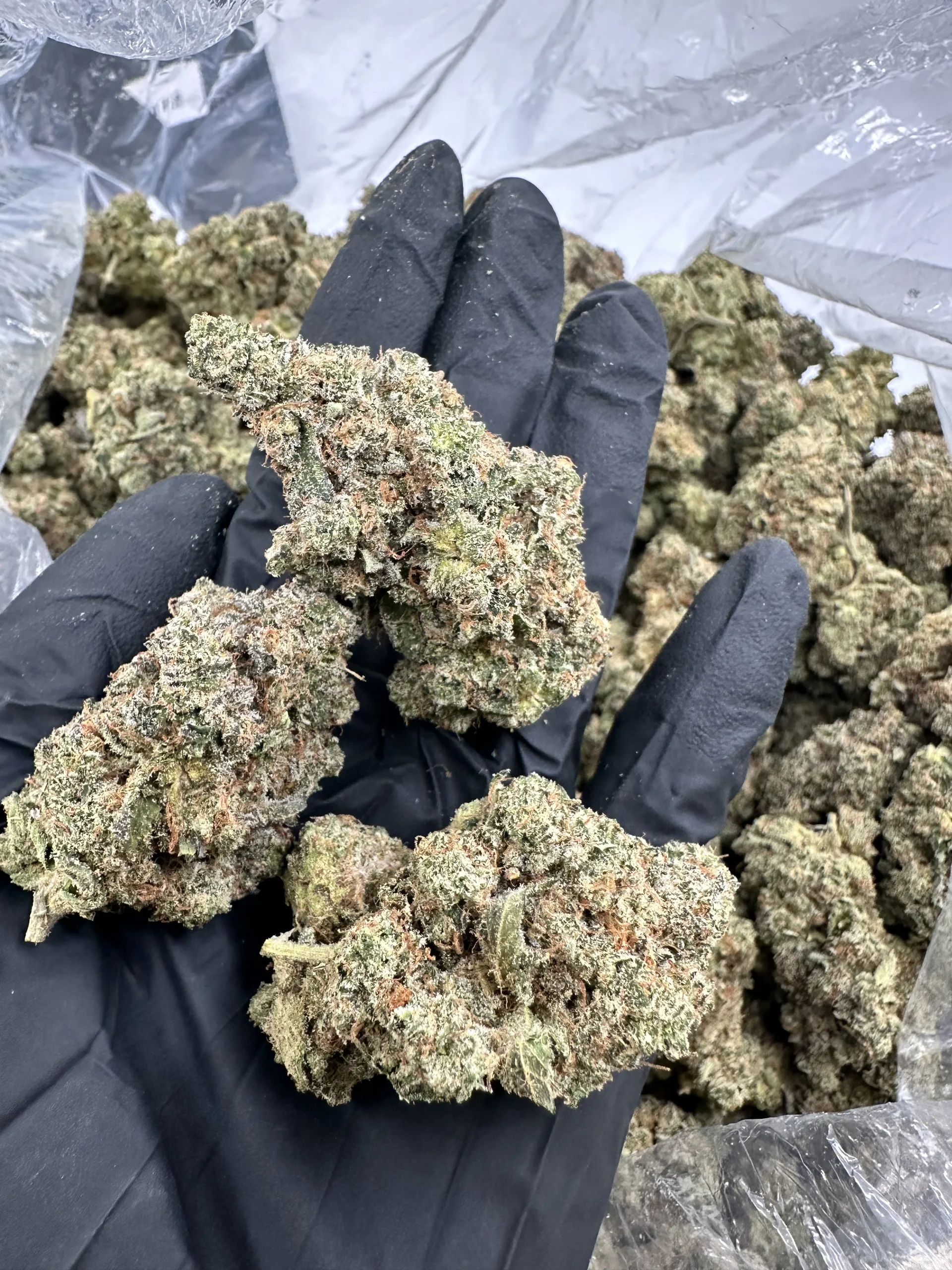 Pineapple Express in hand, refined pale-green buds with premium trichome coating and curated structure