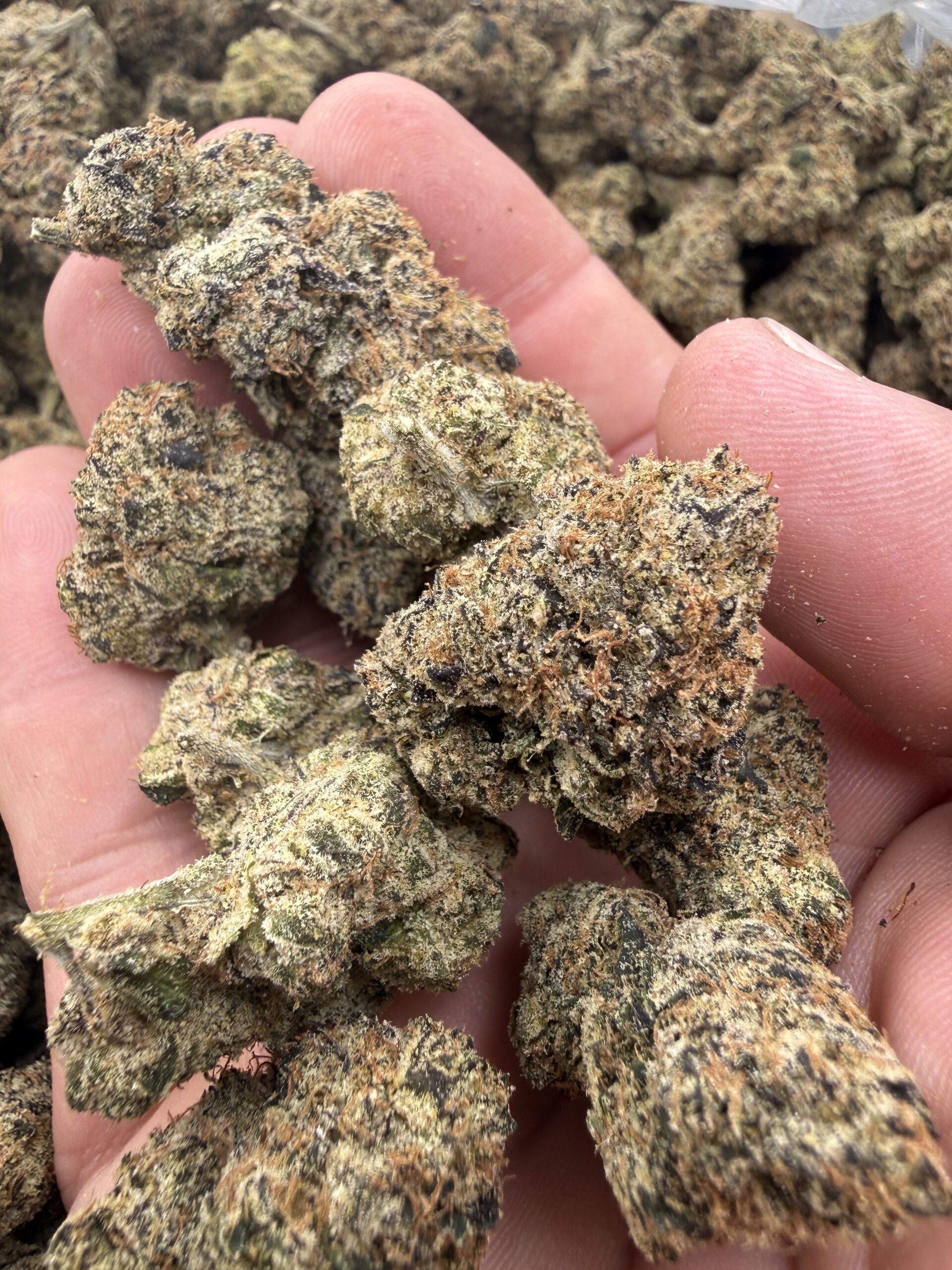 Sour Lifesaver top-shelf flower macro revealing dense buds with refined trichome coverage and tight calyx structure