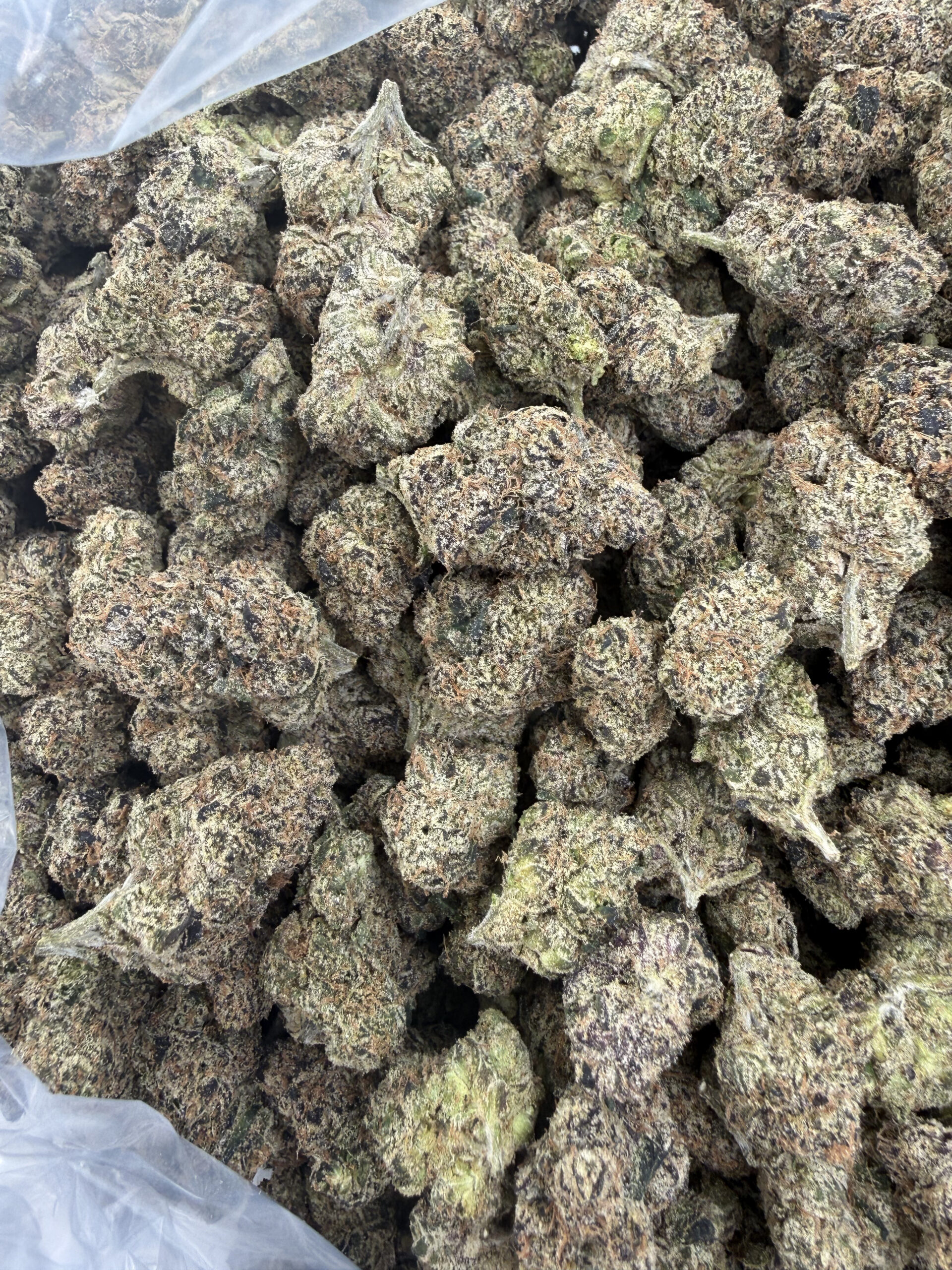 Sour Lifesaver macro featuring refined crystalline trichome frost and dense curated calyx structure