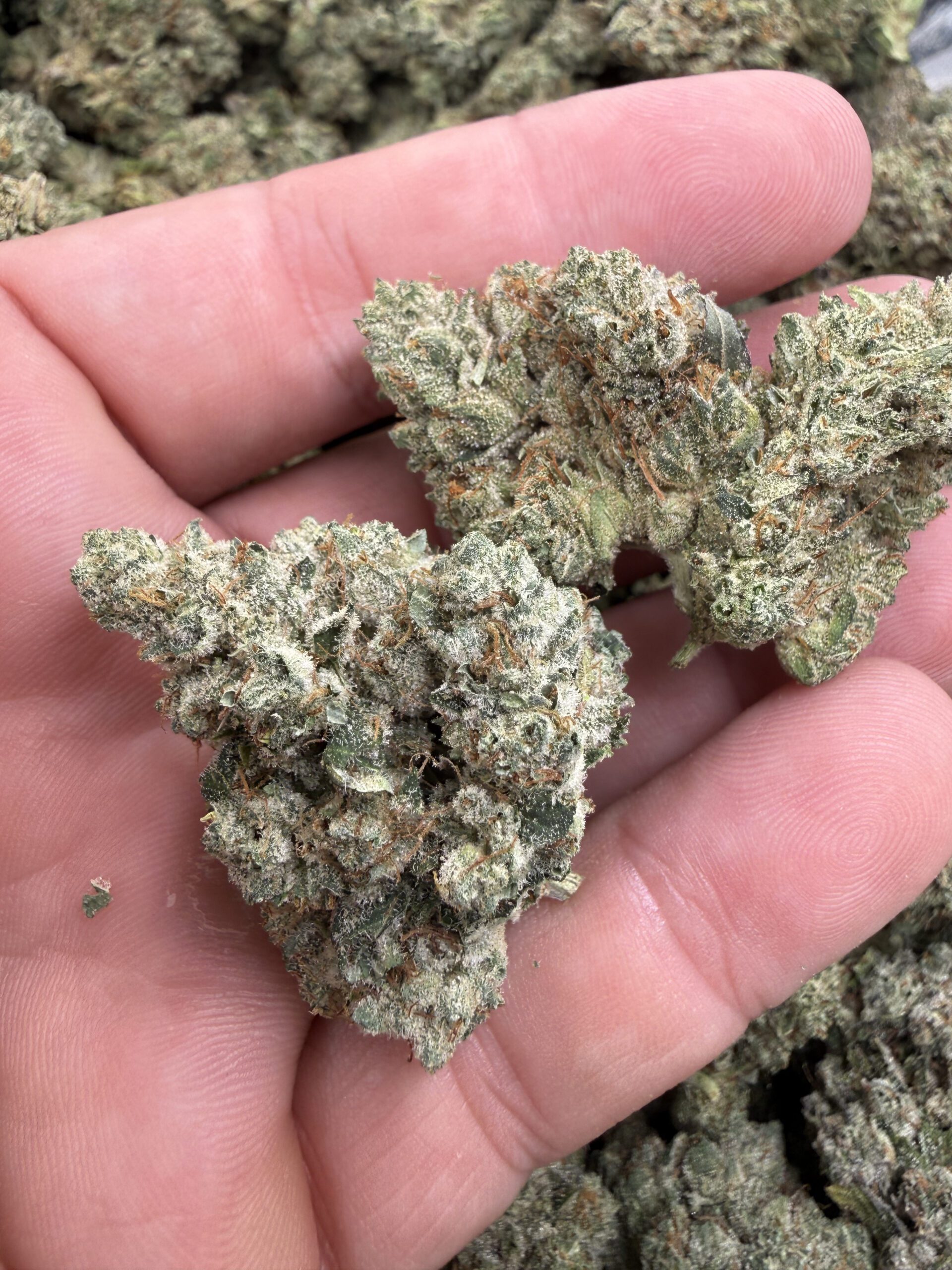South Florida OG flower – premium, hand-selected buds with dense trichome frost and orange pistils