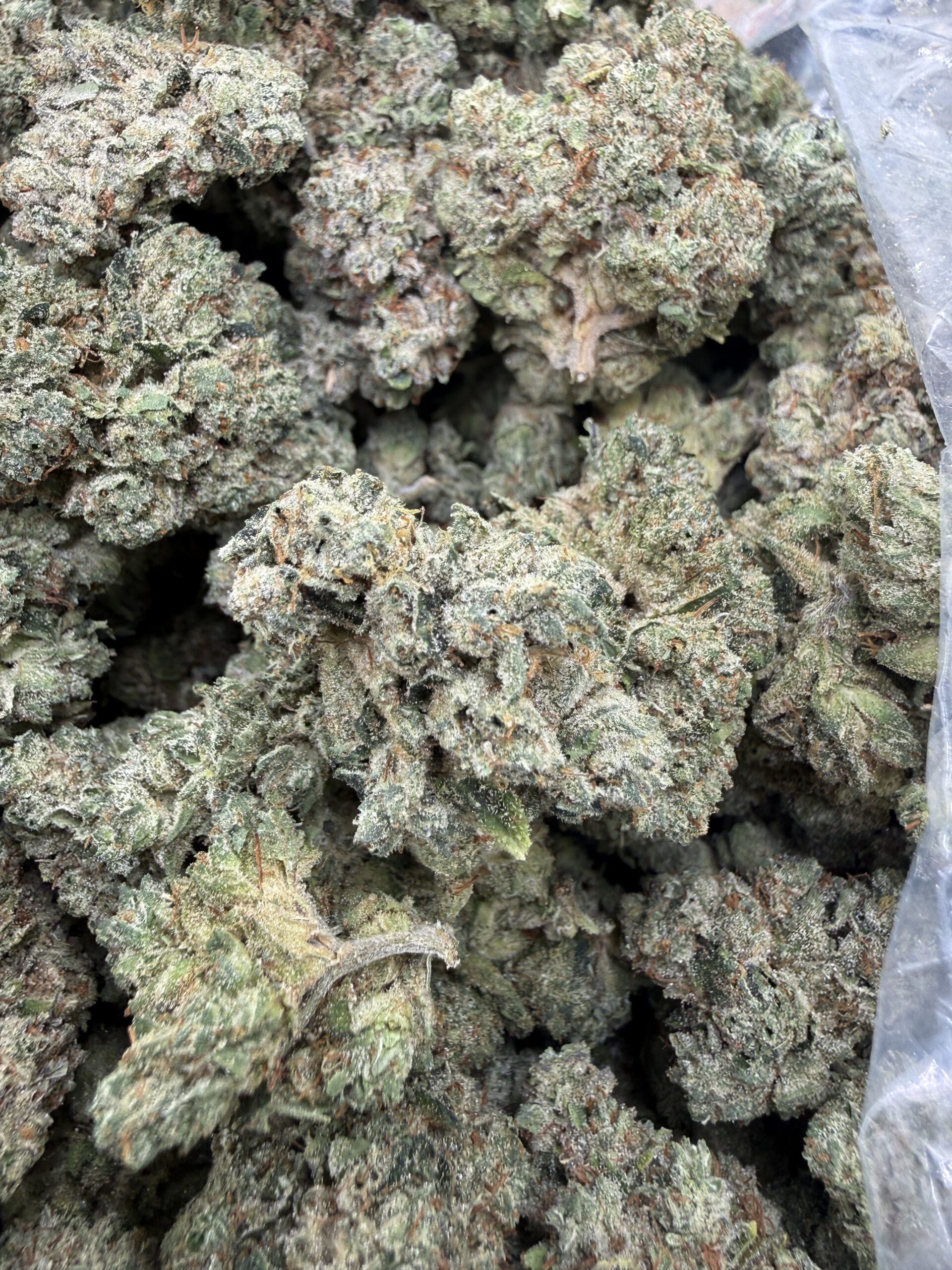 South Florida OG premium flower with refined trichome frosting and hand-selected calyx density