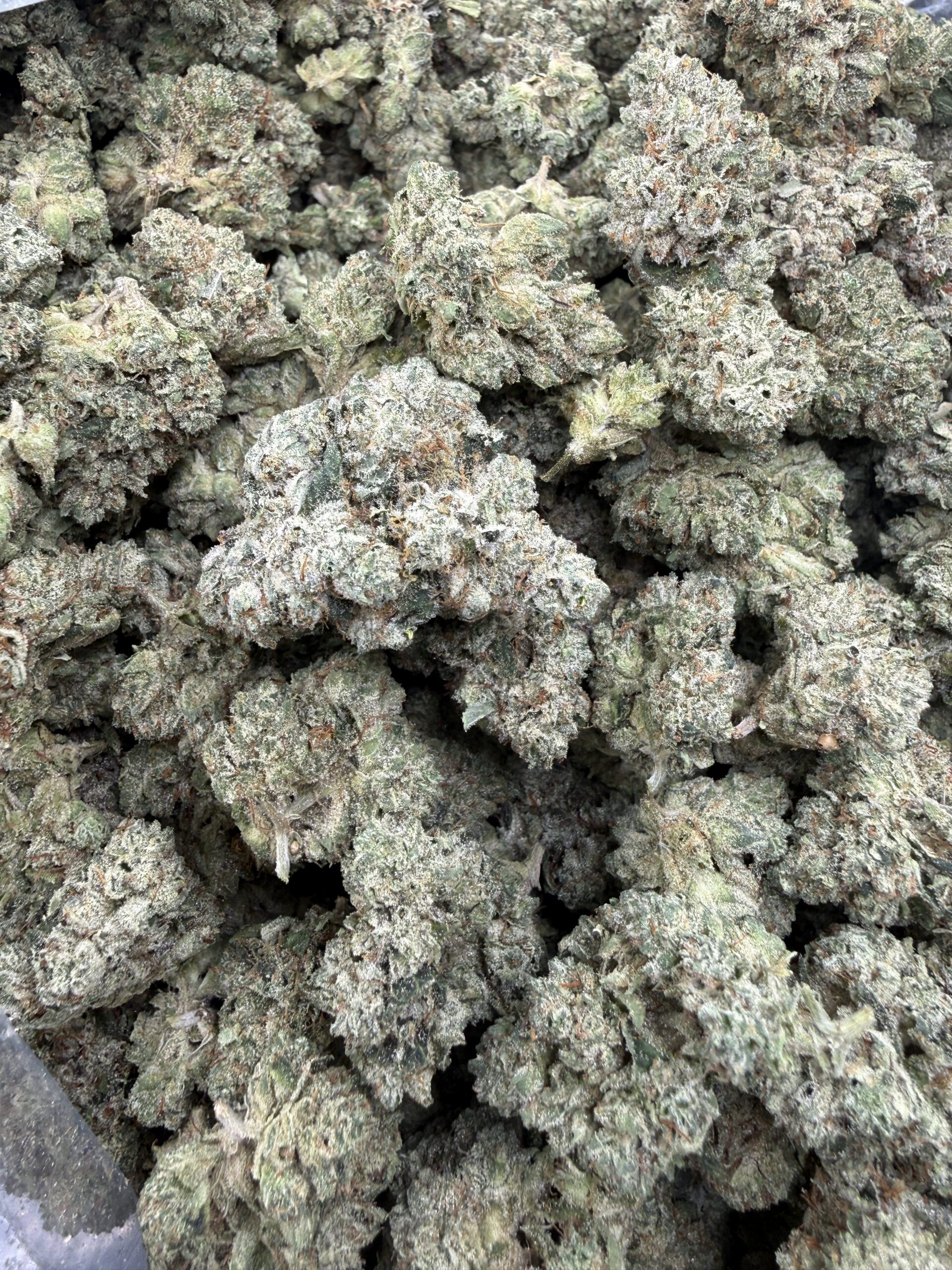 South Florida OG premium flower with signature heavy trichome frosting and dense bud clustering