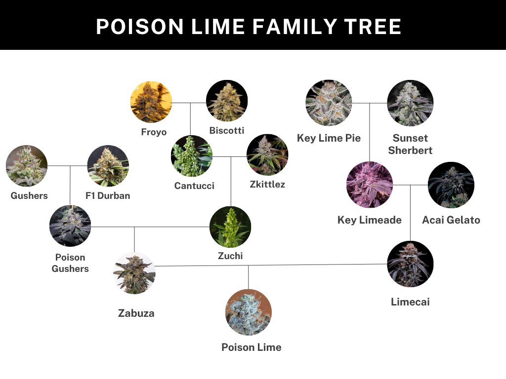 Poison lime Zabuza x Limecai 1.jpg