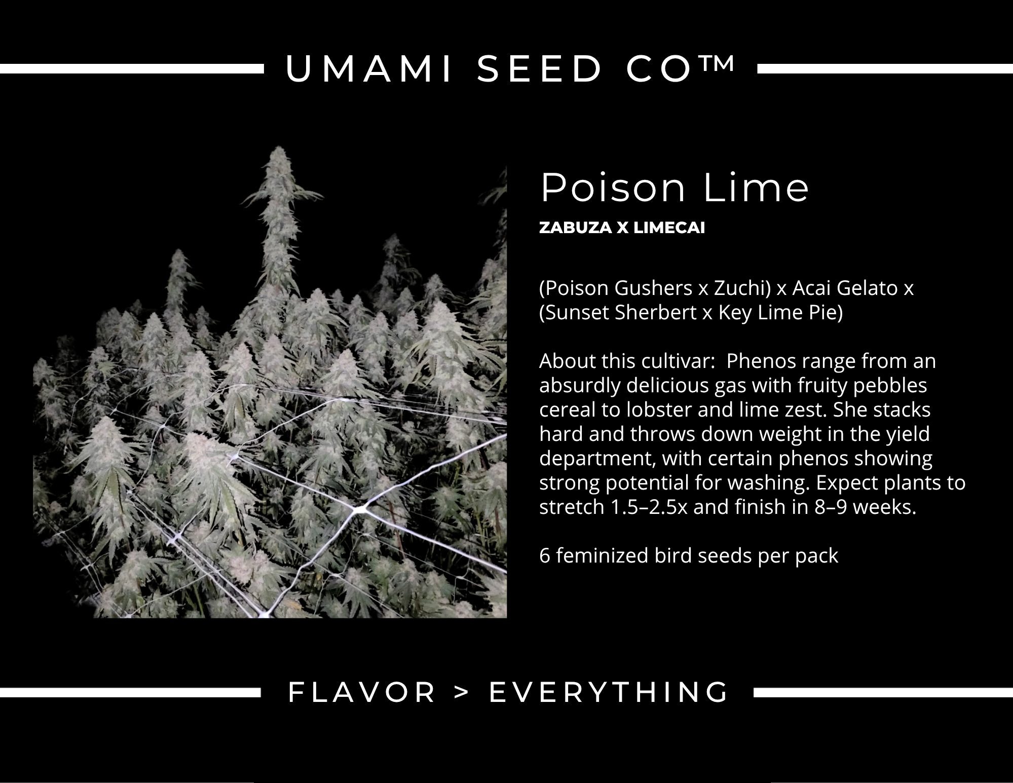 Poison lime Zabuza x Limecai 4.jpg