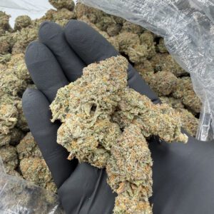 Blue Zushi top-shelf flower curated bud in hand, terpene-rich crystalline trichome coating, sage-green and golden-tan refined structure