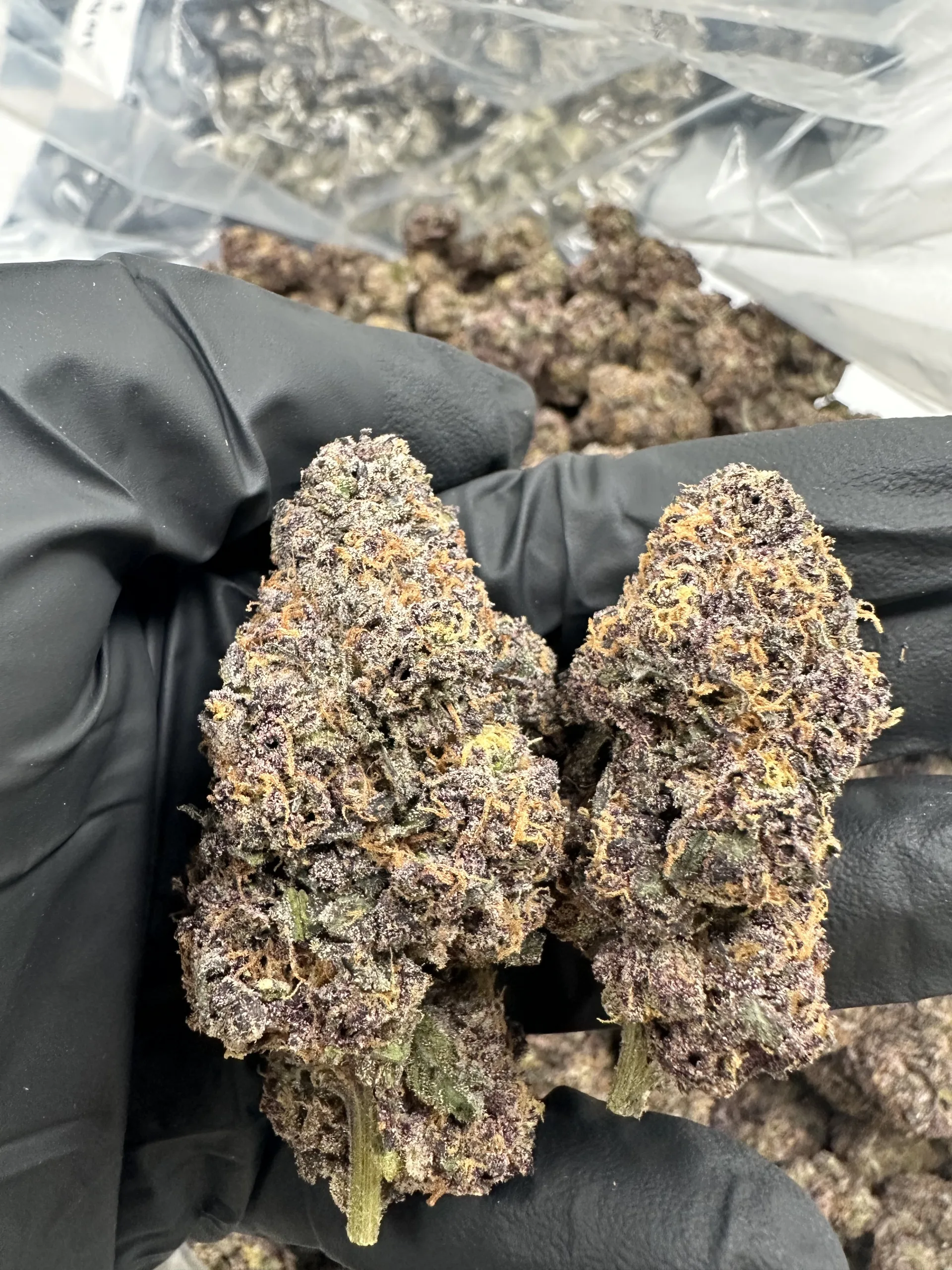 Dippin Dot top-shelf indoor flower close-up with refined trichome saturation and dense calyx structure