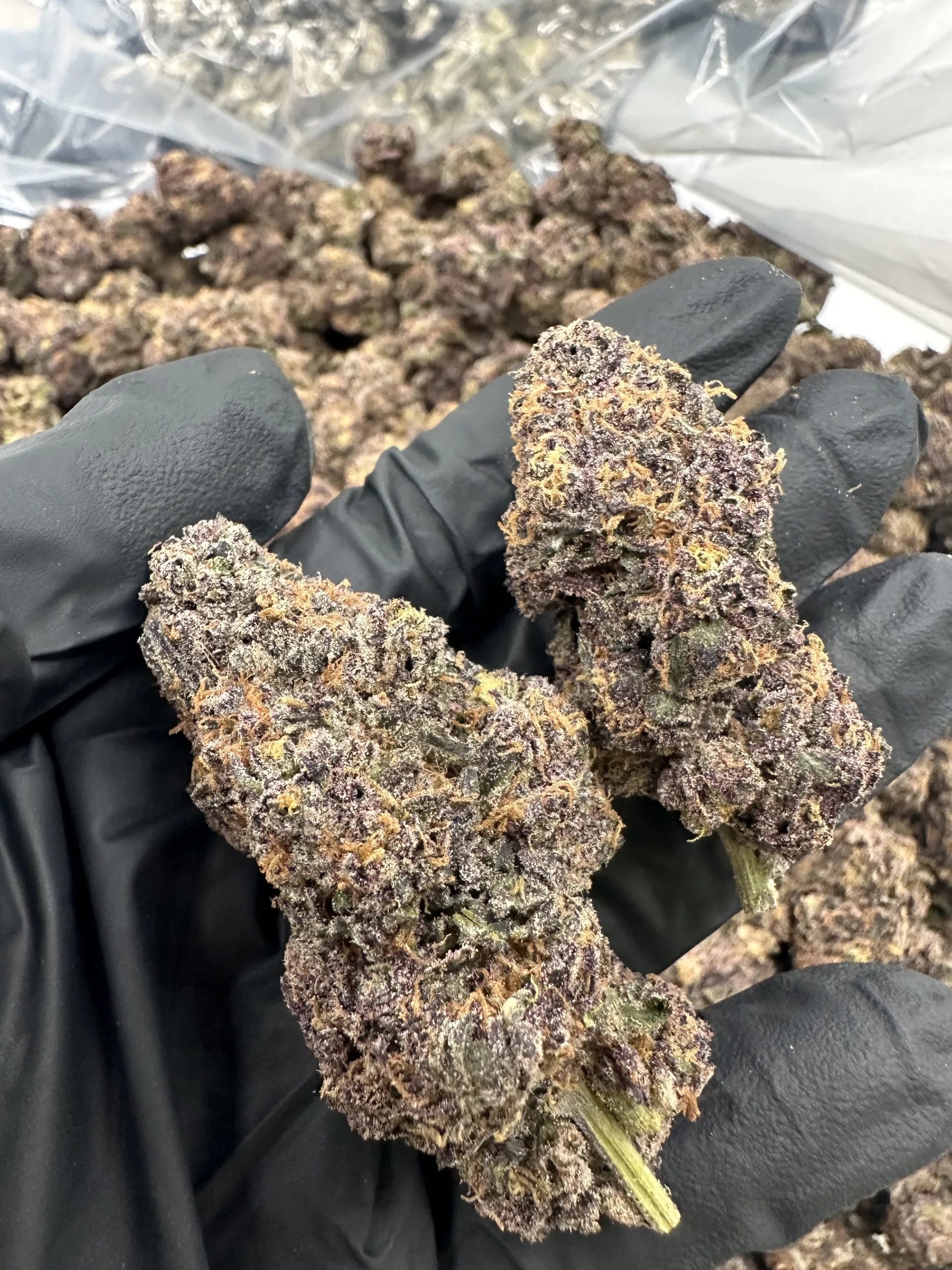 Dippin Dot premium indoor flower macro showing dense trichome-frosted buds with defined calyx structure