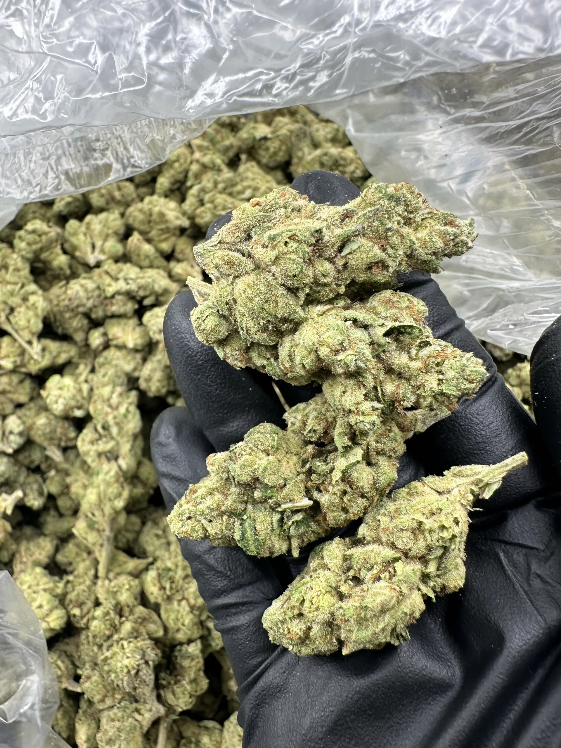 E-85 top-shelf hybrid flower macro: hand-held dense buds with chartreuse-green refined structure, thick amber trichome frost, and premium compact calyx detail