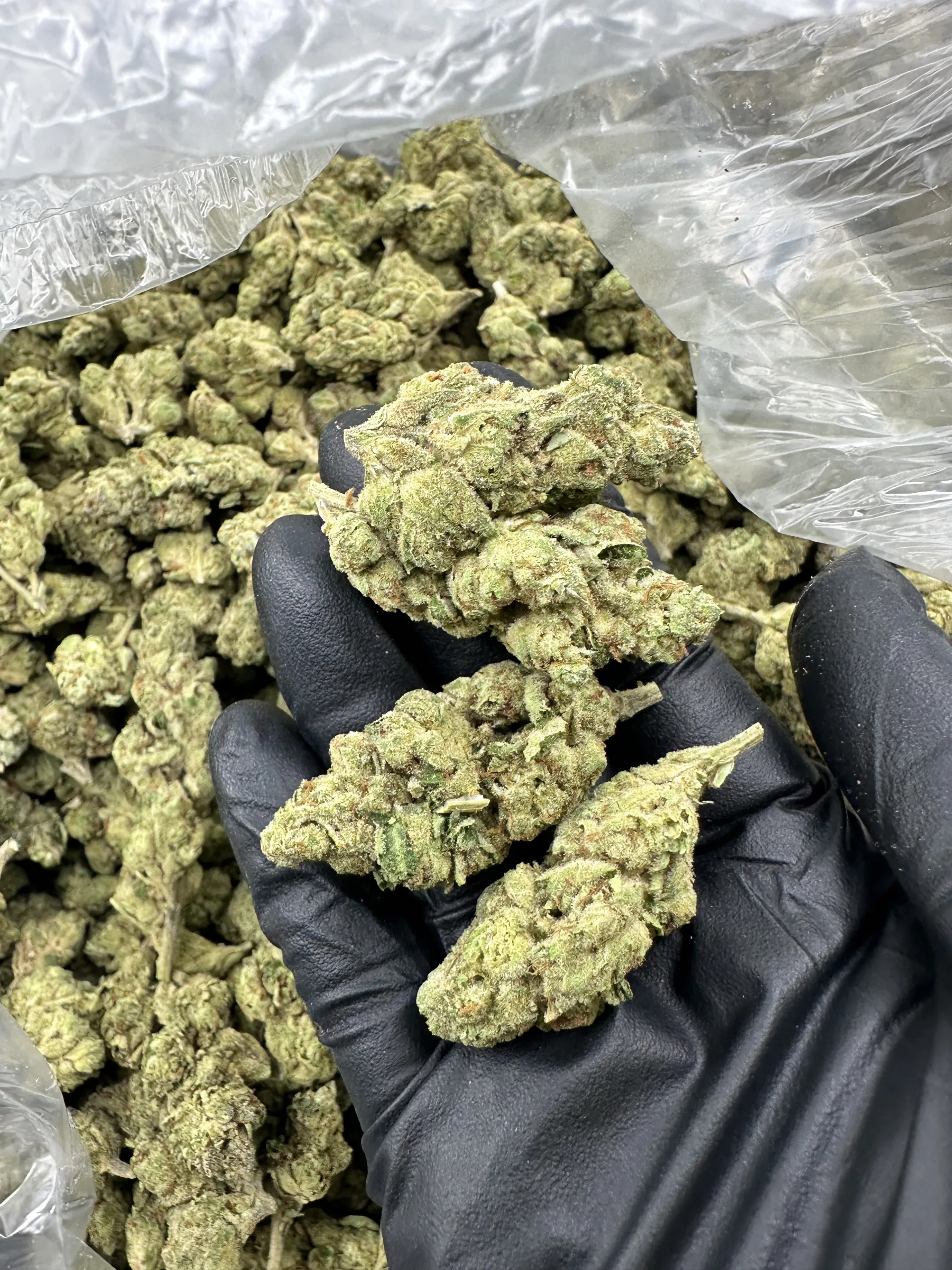 E-85: hand-held nugs displaying dense lime-green structure with premium trichome frost and refined calyx definition