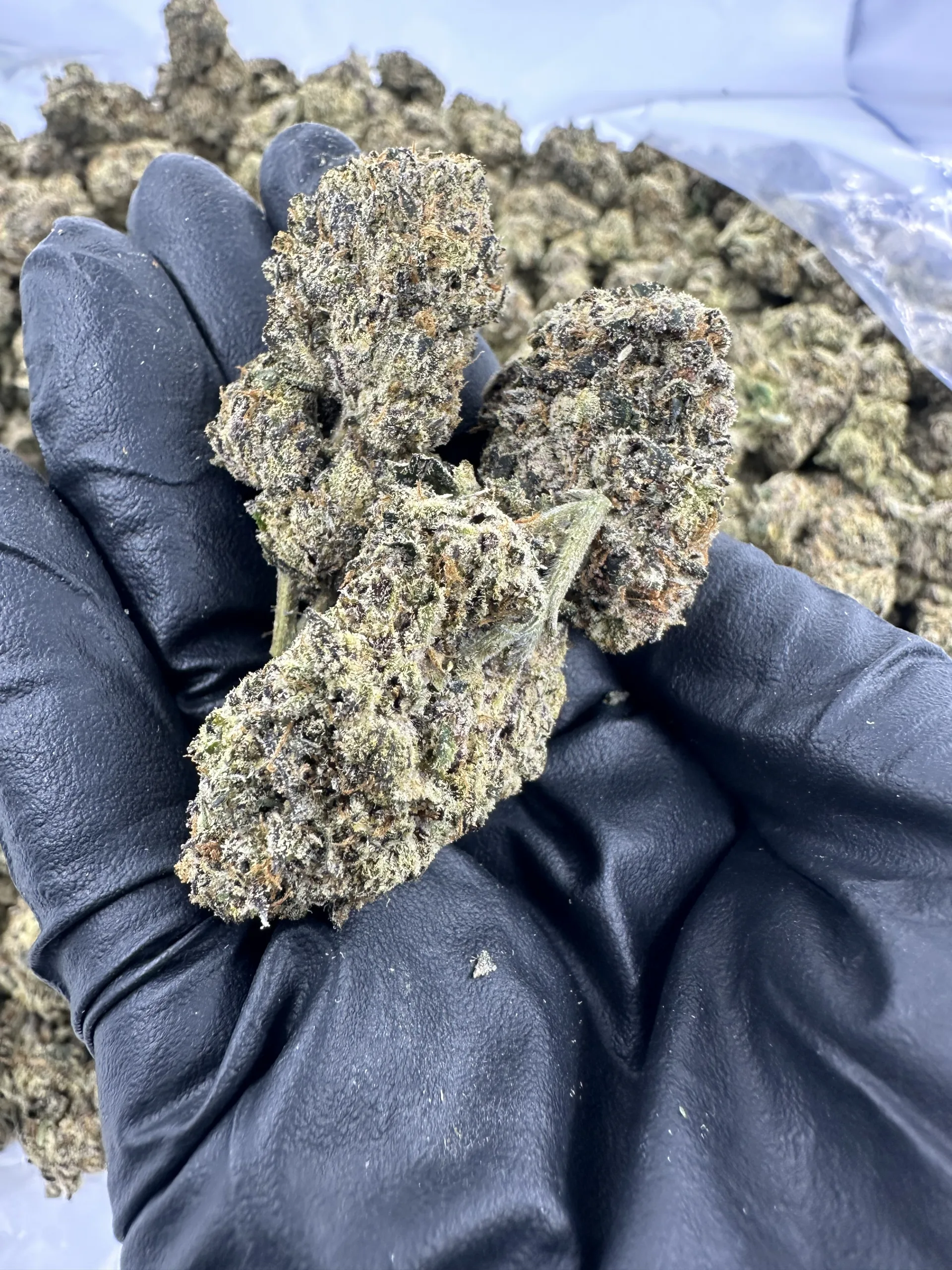 Fantasy Fritter hand specimen with refined trichome crystallization and dense structure