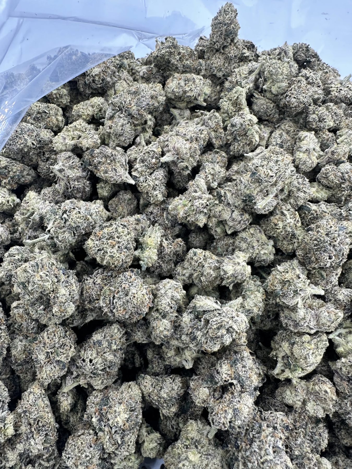 Fantasy Fritter with refined dense structure and heavy trichome frosting