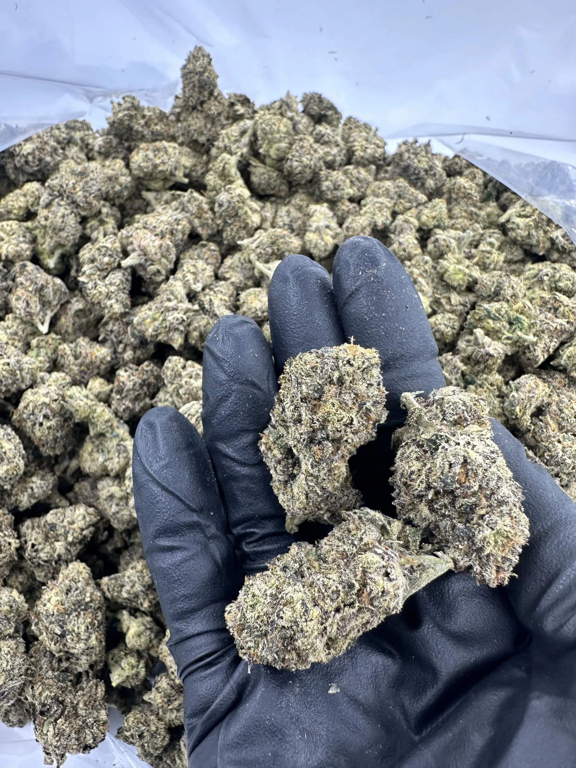Fantasy Fritter top-shelf flower: hand-held premium buds with refined trichome frost and dense structure displayed against curated bulk pile