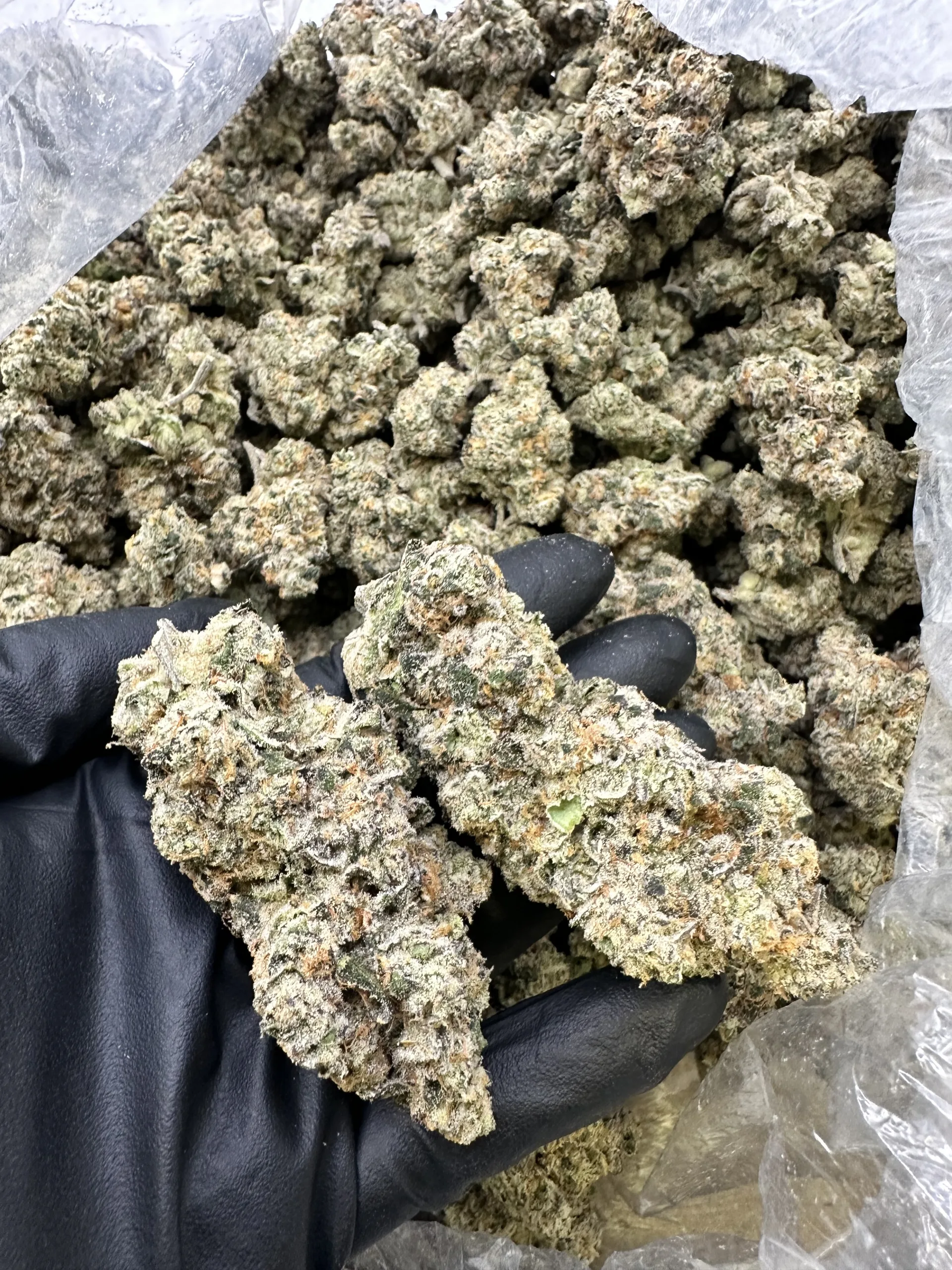 Gas Face with refined trichome structure and curated bud presentation in bulk display