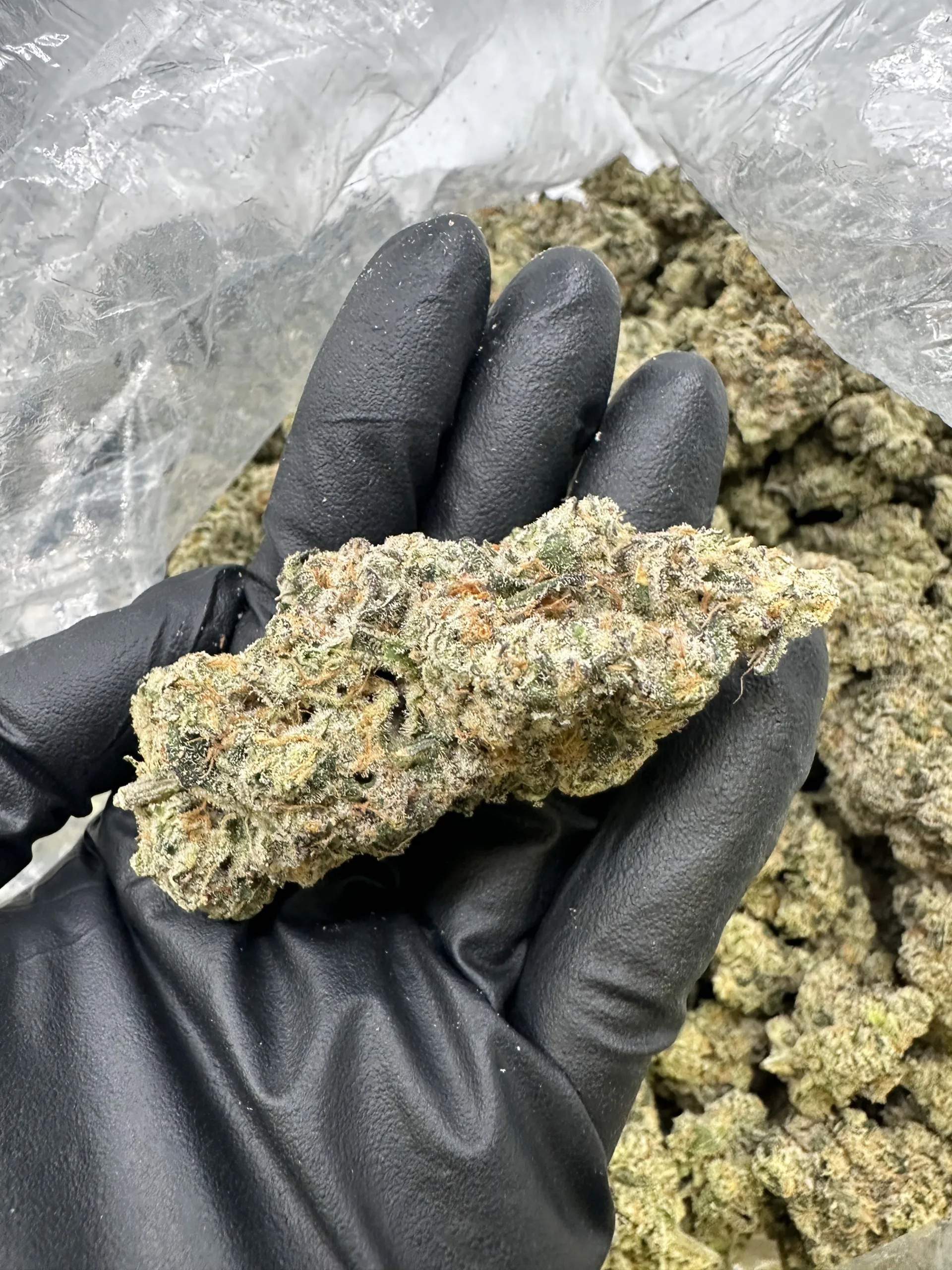 Gas Face macro – trichome-rich frosted bud with golden-green coloring and dense calyx structure