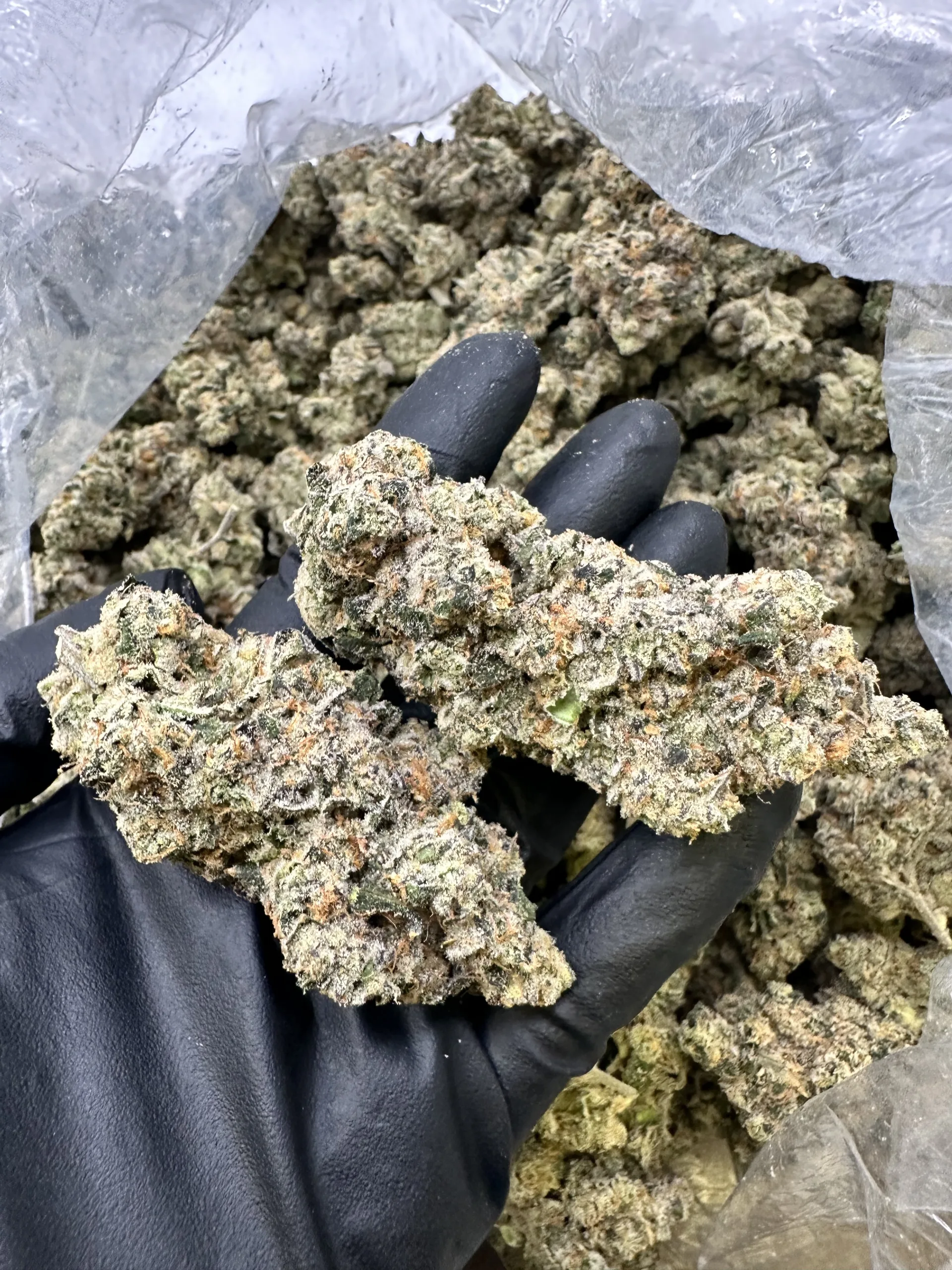 Gas Face showcasing dense frosty trichome coverage and refined compact bud structure