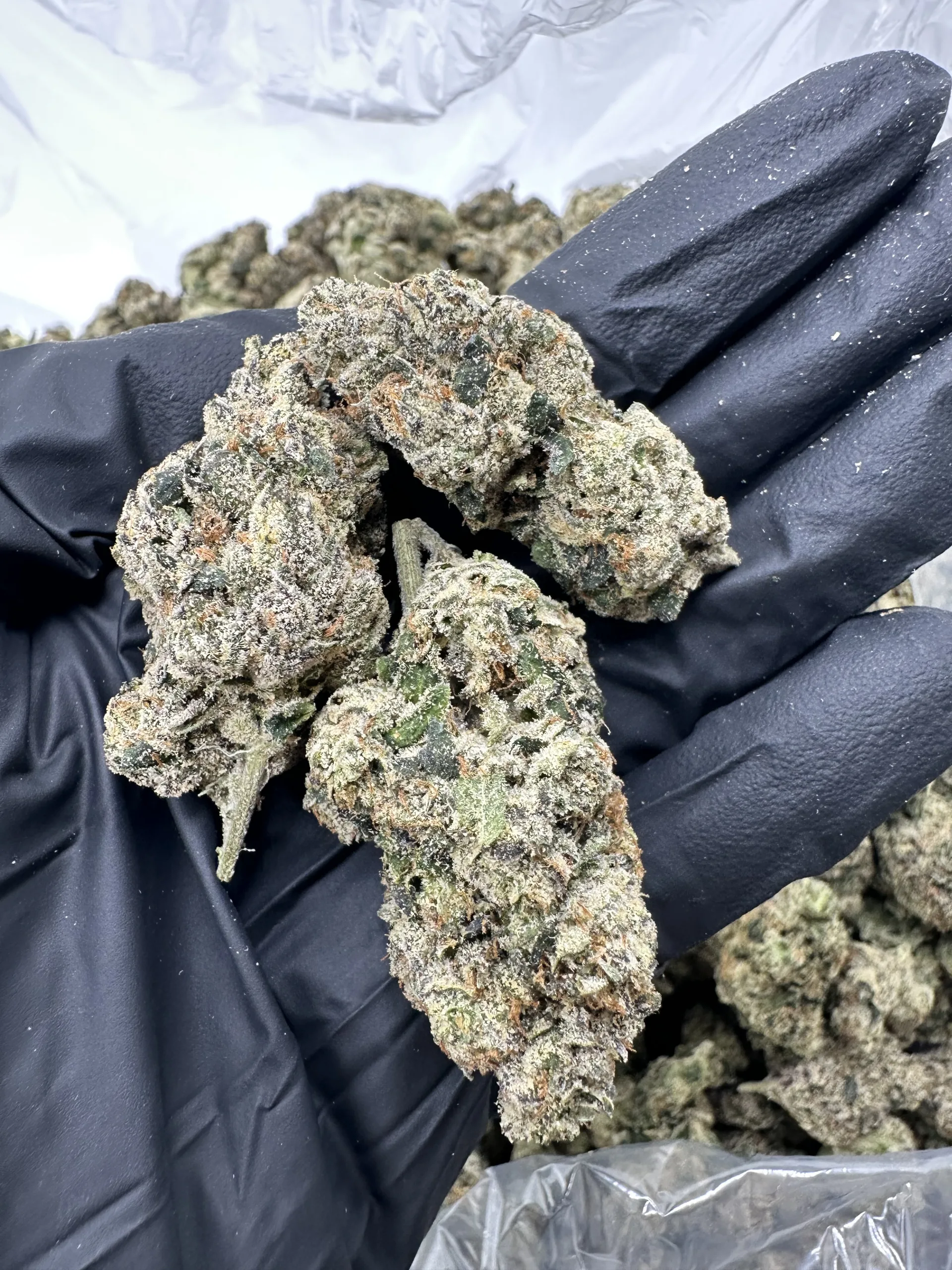 LA Poprocks with refined trichome frost and dense calyx architecture in hand