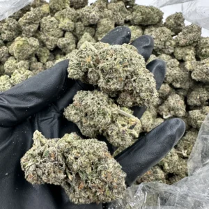 M.O.B. strain top-shelf flower bud with refined dense structure and heavy crystalline trichome frost coating pale green calyx