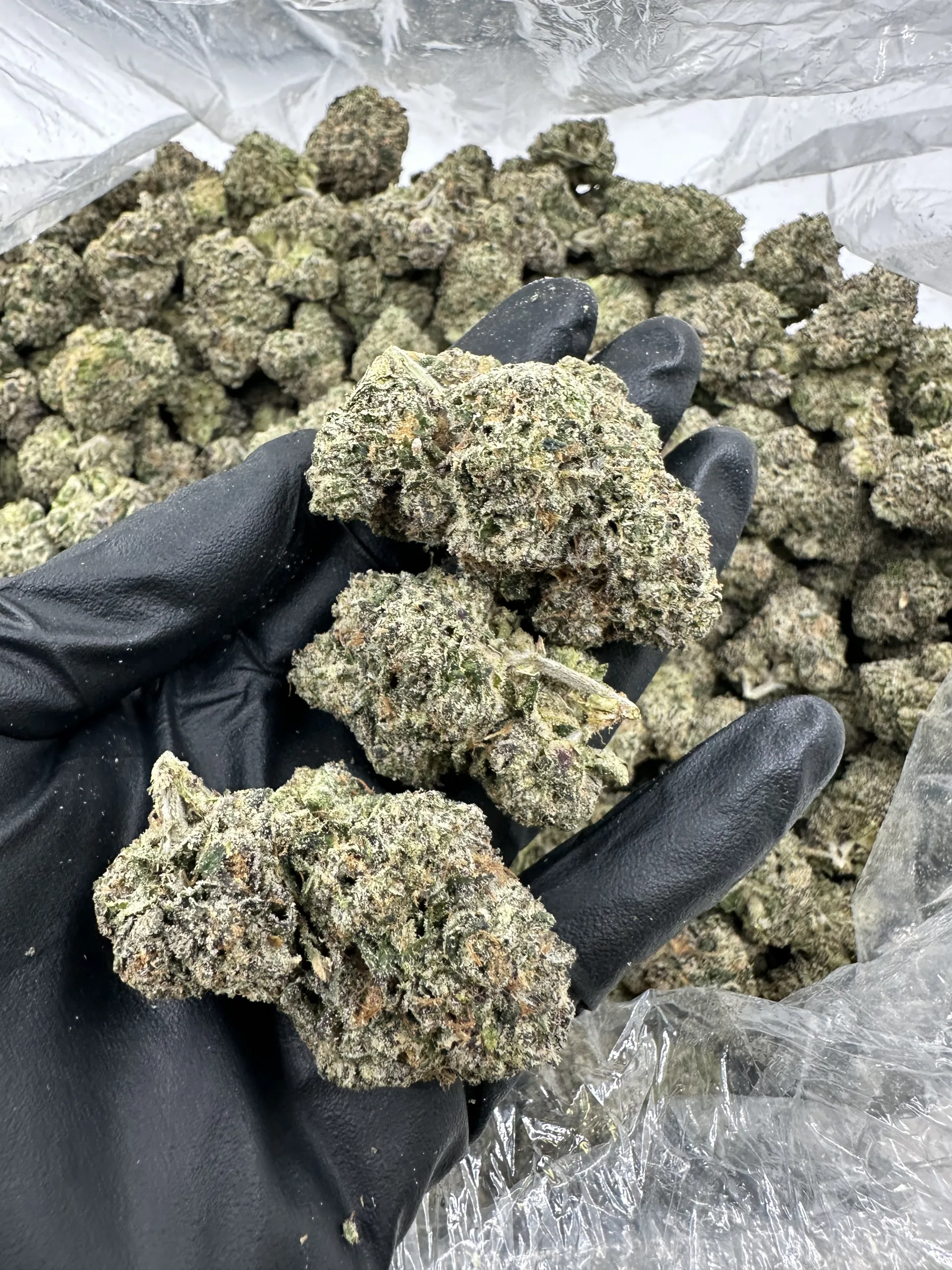 M.O.B. strain top-shelf flower bud with refined dense structure and heavy crystalline trichome frost coating pale green calyx