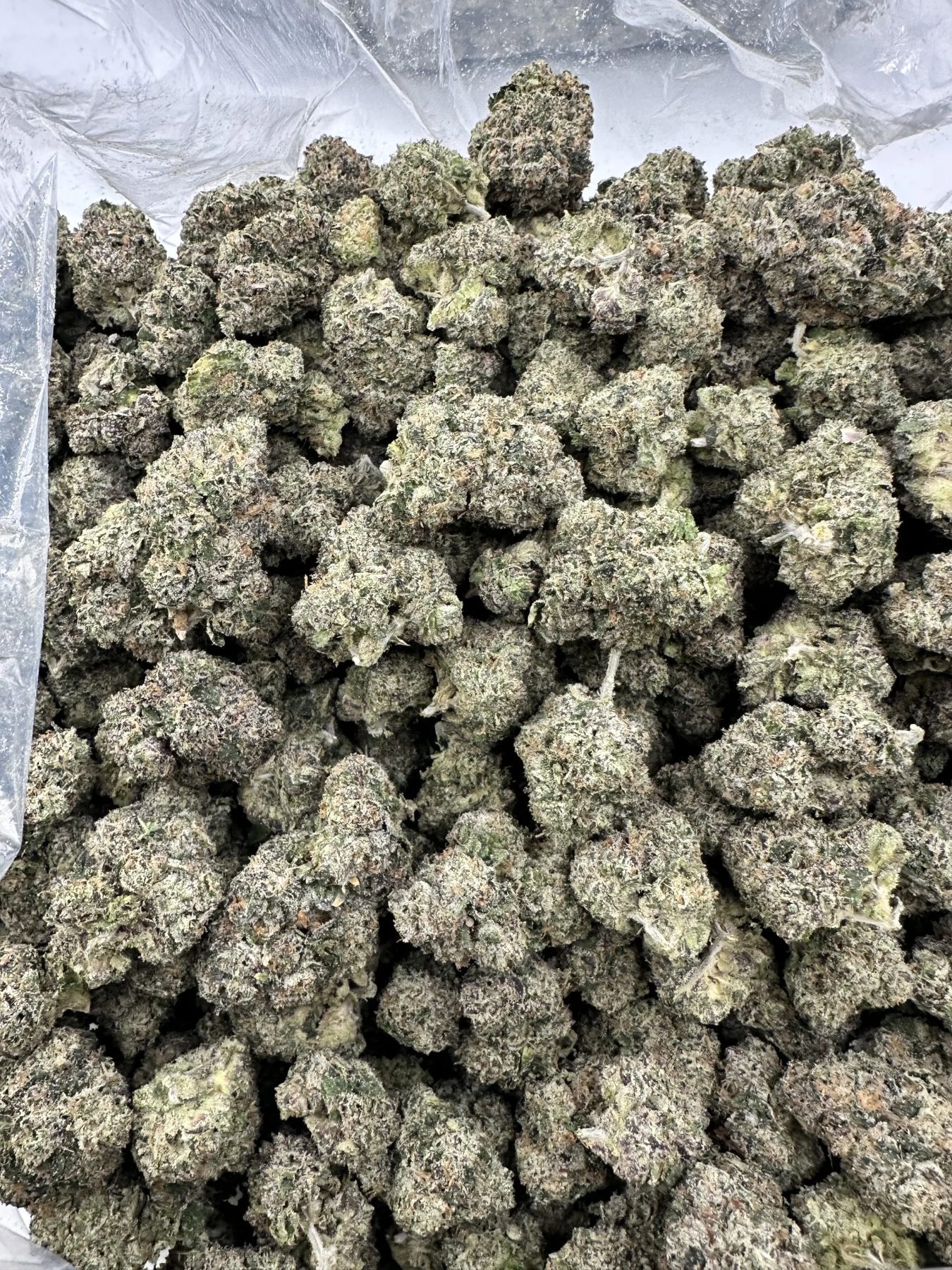 M.O.B. (Money Over Bitches) with refined trichome frost and tight calyx clustering
