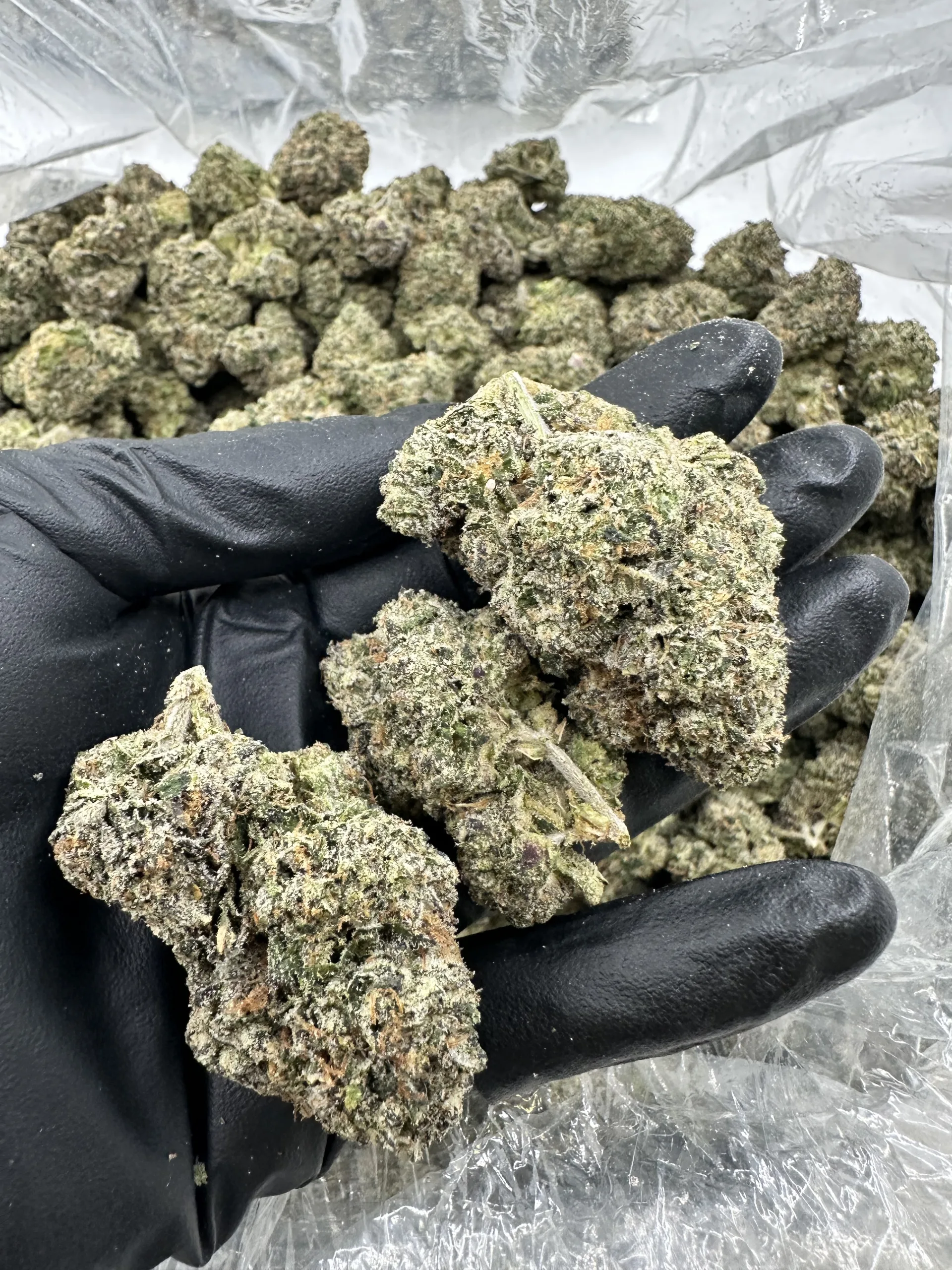 M.O.B. (Money Over Bitches) with refined trichome frost and dense bud structure held in hand