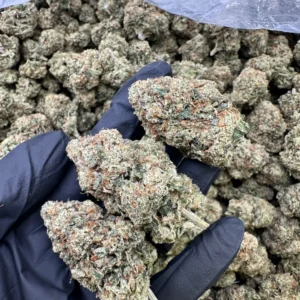 Motorbreath top shelf flower: curated buds with refined trichome frost and hand-selected dense calyx development