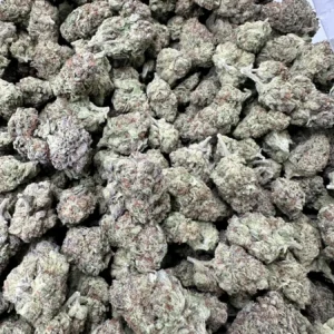 Oreoz top shelf flower with refined trichome frosting and hand-selected dense bud structure, pale green cultivar expression