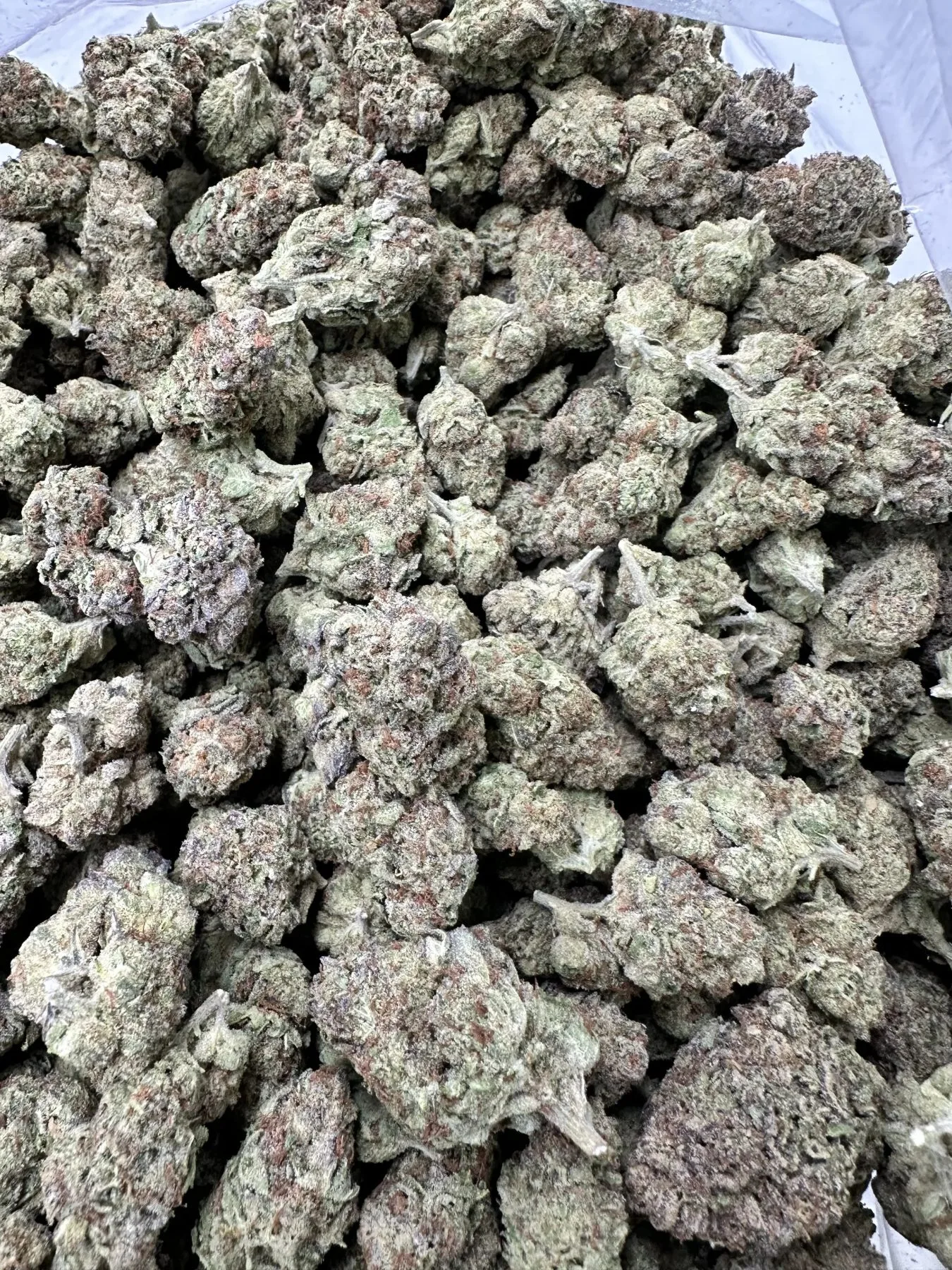 Oreoz top shelf flower with refined trichome frosting and hand-selected dense bud structure, pale green cultivar expression