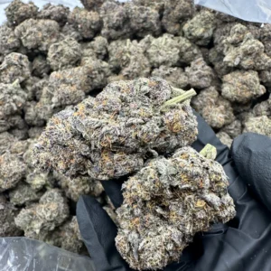 Platinum Purple Kush flower premium buds with dense trichome-frosted calyx and refined cure quality