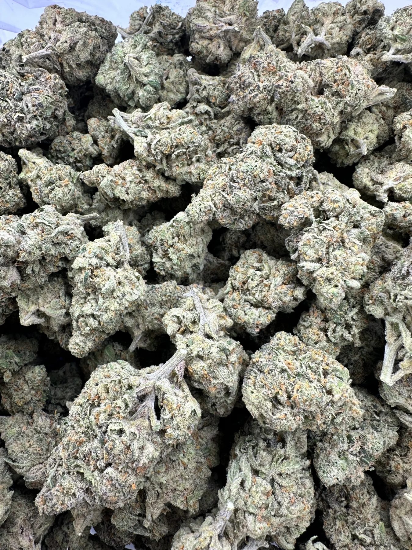Bangkok Purple top-shelf flower with refined trichome frosting, hand-selected bud density, and terpene-rich calyx structure