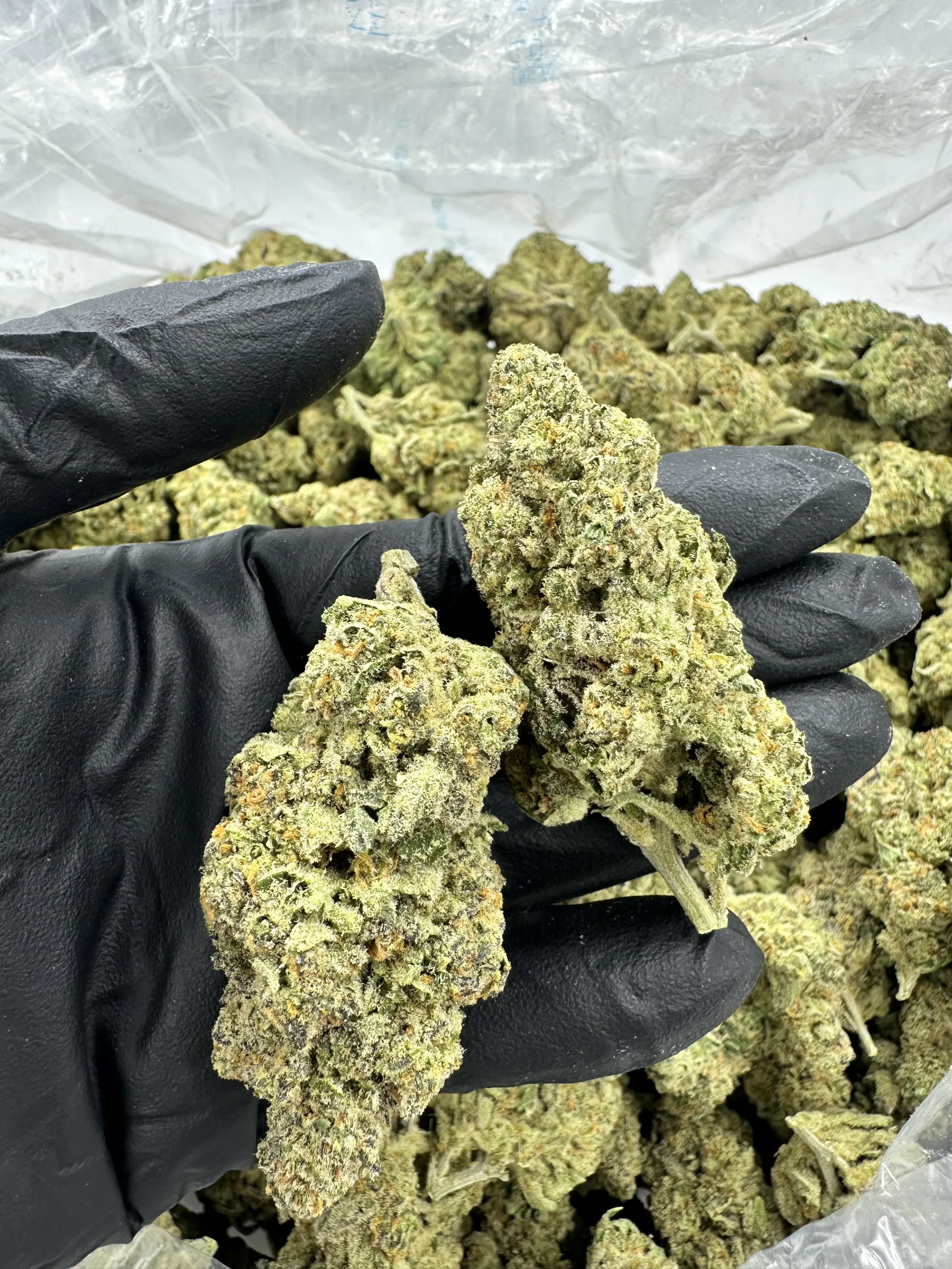BANGKOK PURPLE macro featuring hand-selected pair of buds with refined trichome frost and deep green calyx structure, professional gloved presentation