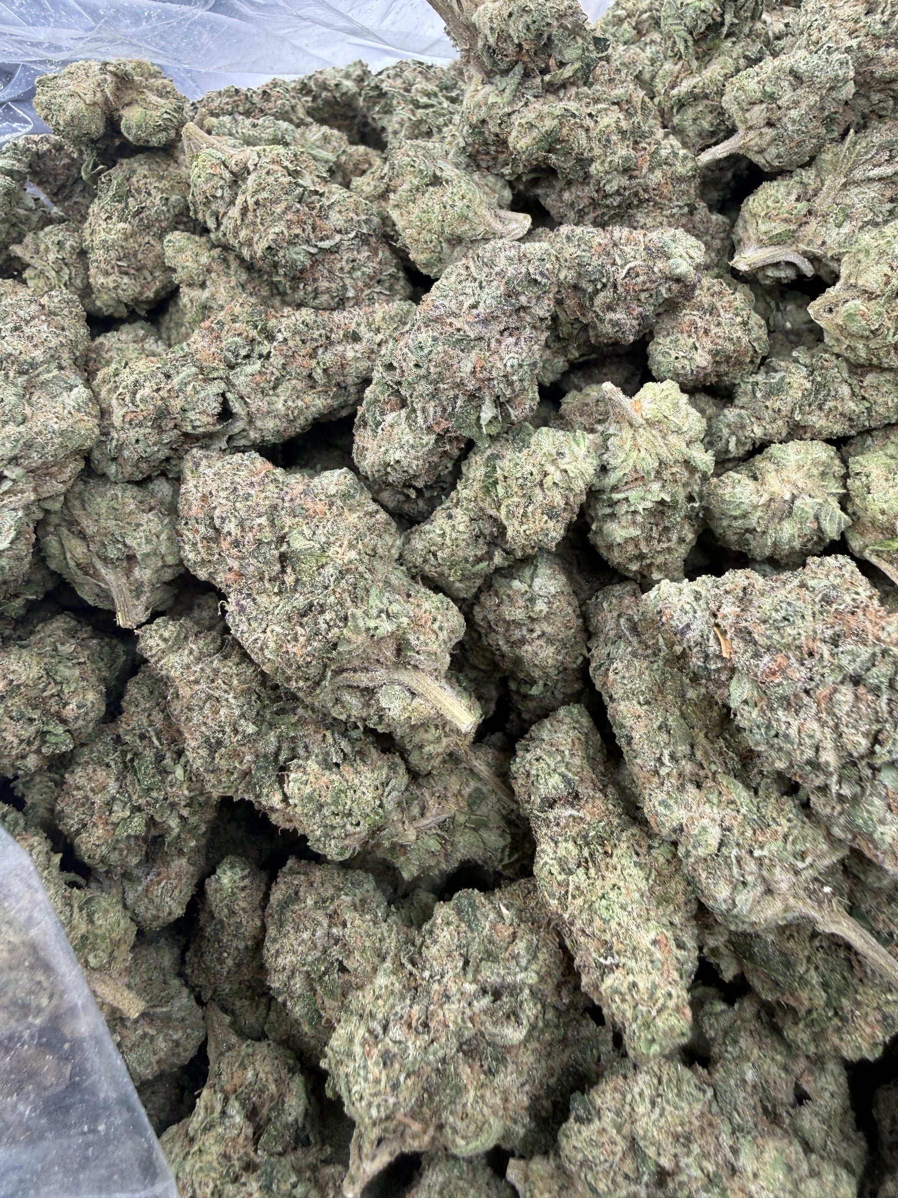 Donny Burger display, premium buds with crystalline trichome coverage and refined calyx presentation