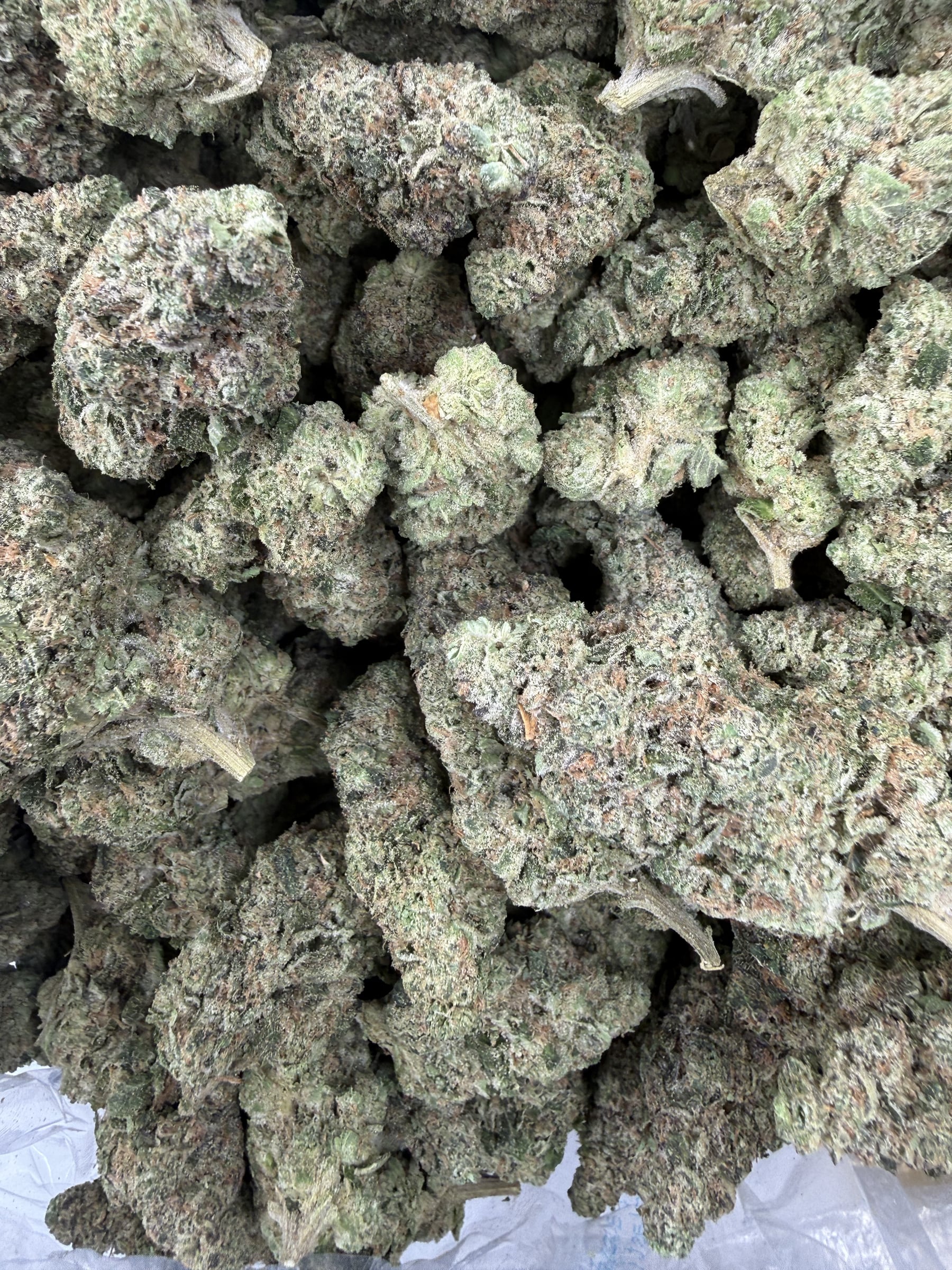 Donny Burger close-up revealing dense trichome coat, refined calyx structure, and premium crystalline frost presentation