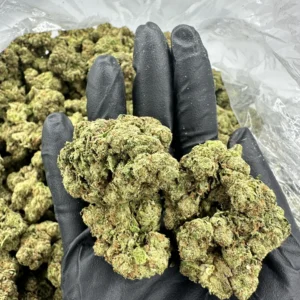 Grape Ape top-shelf flower held in gloved hand displaying dense, frosty lime-green buds with refined trichome coverage and tight calyx structure