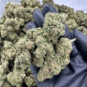 Grapple Pie top-shelf flower macro showing refined lime-green calyx with crystalline trichome coverage on hand-selected nugs