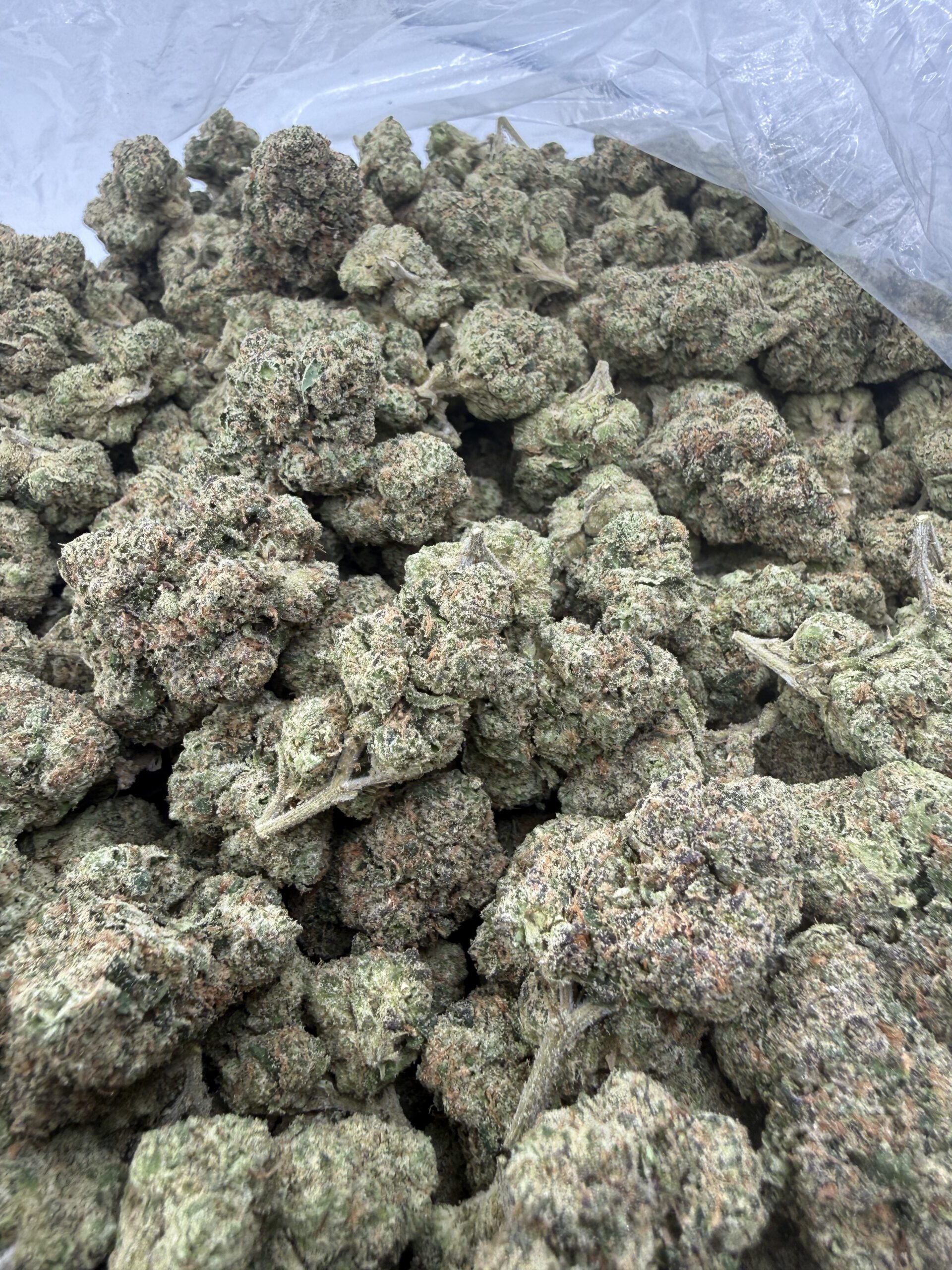 Lemon Cherry Gelato flower—top-shelf frosted nugs with dense calyx structure and orange pistil detail, premium hand-selected cultivar