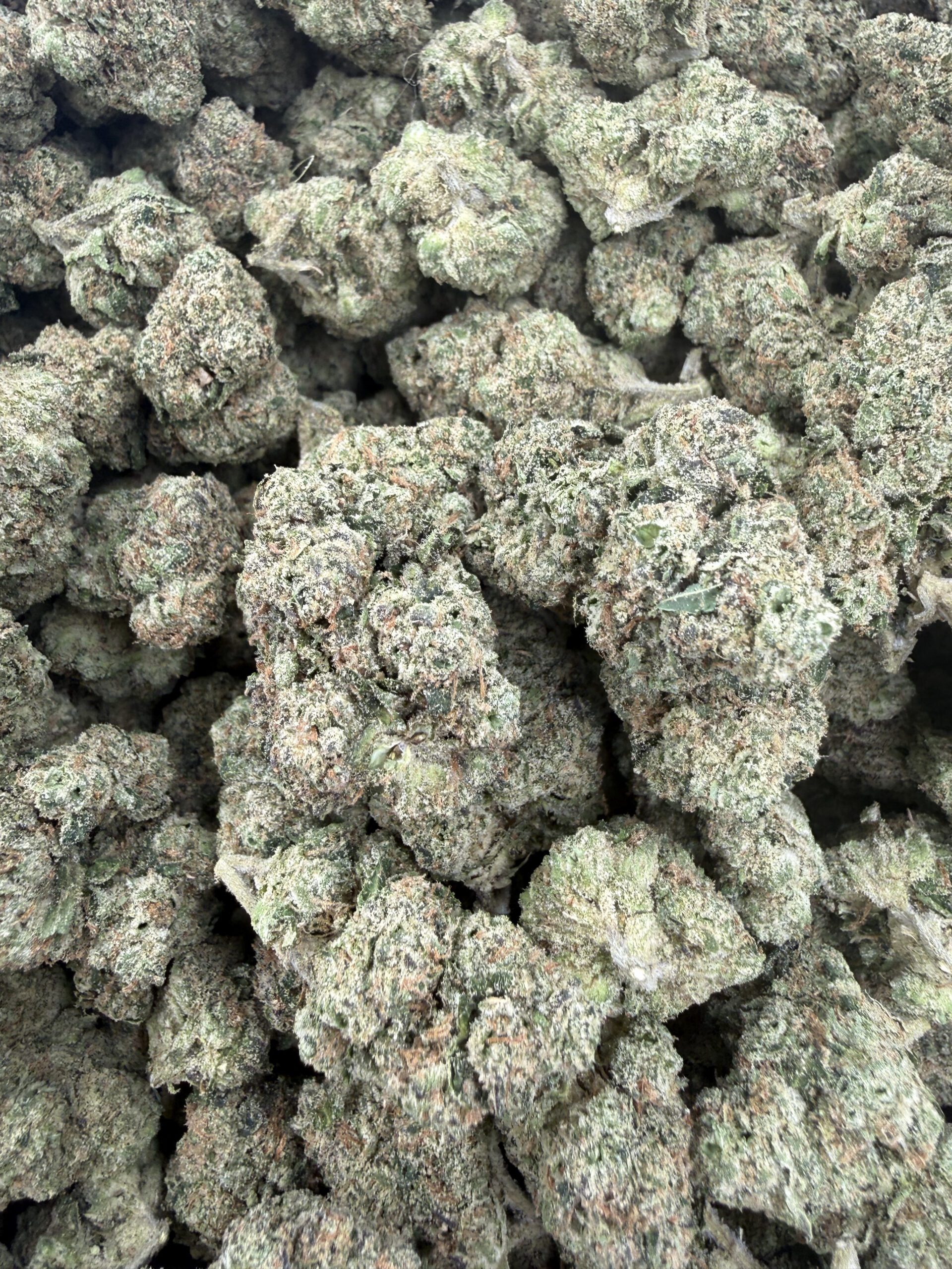 Premium Lemon Cherry Gelato buds with refined trichome coverage and silvery-green finish